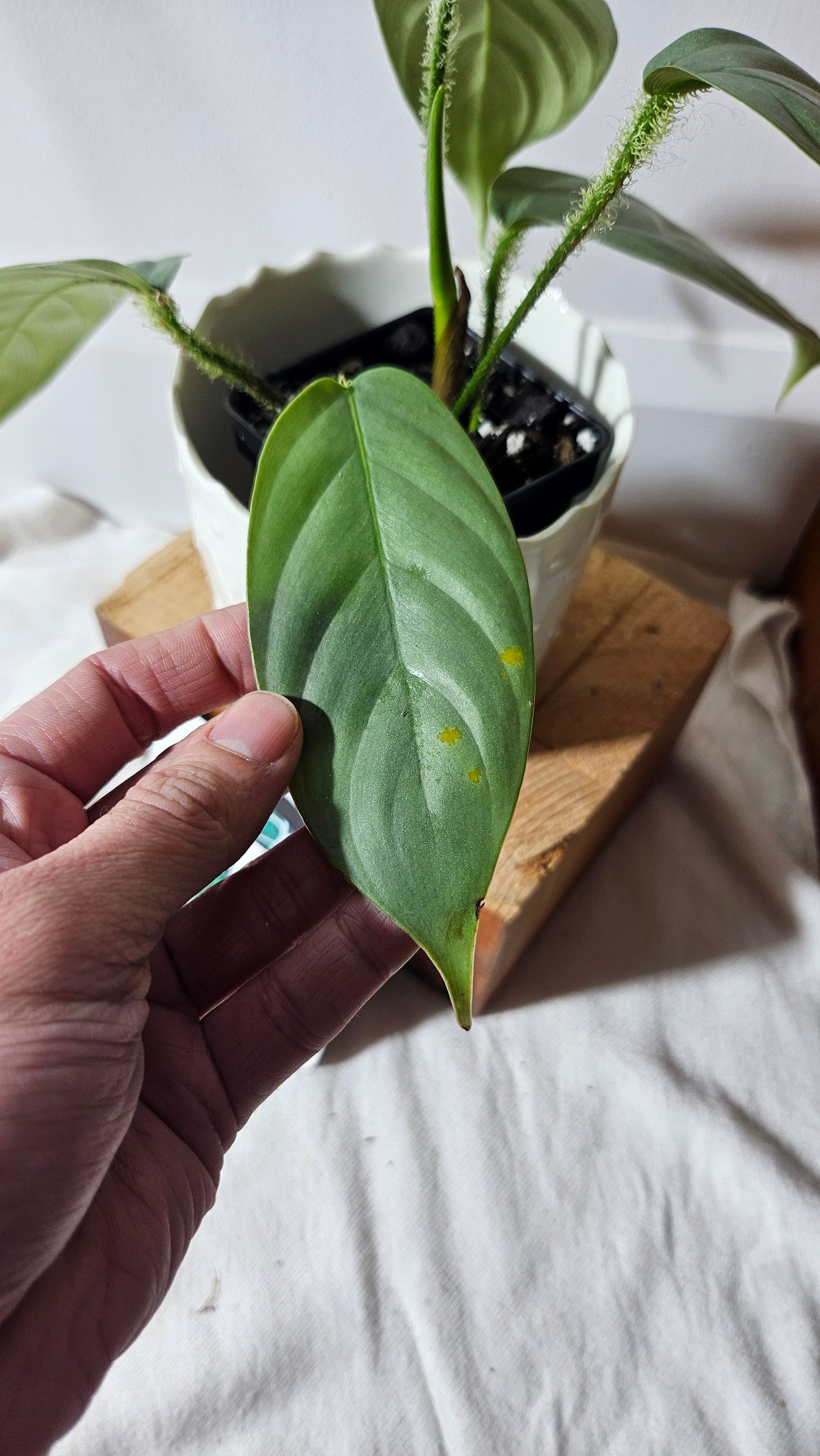 Philodendron Genevievianum Platinum(PHI-673)