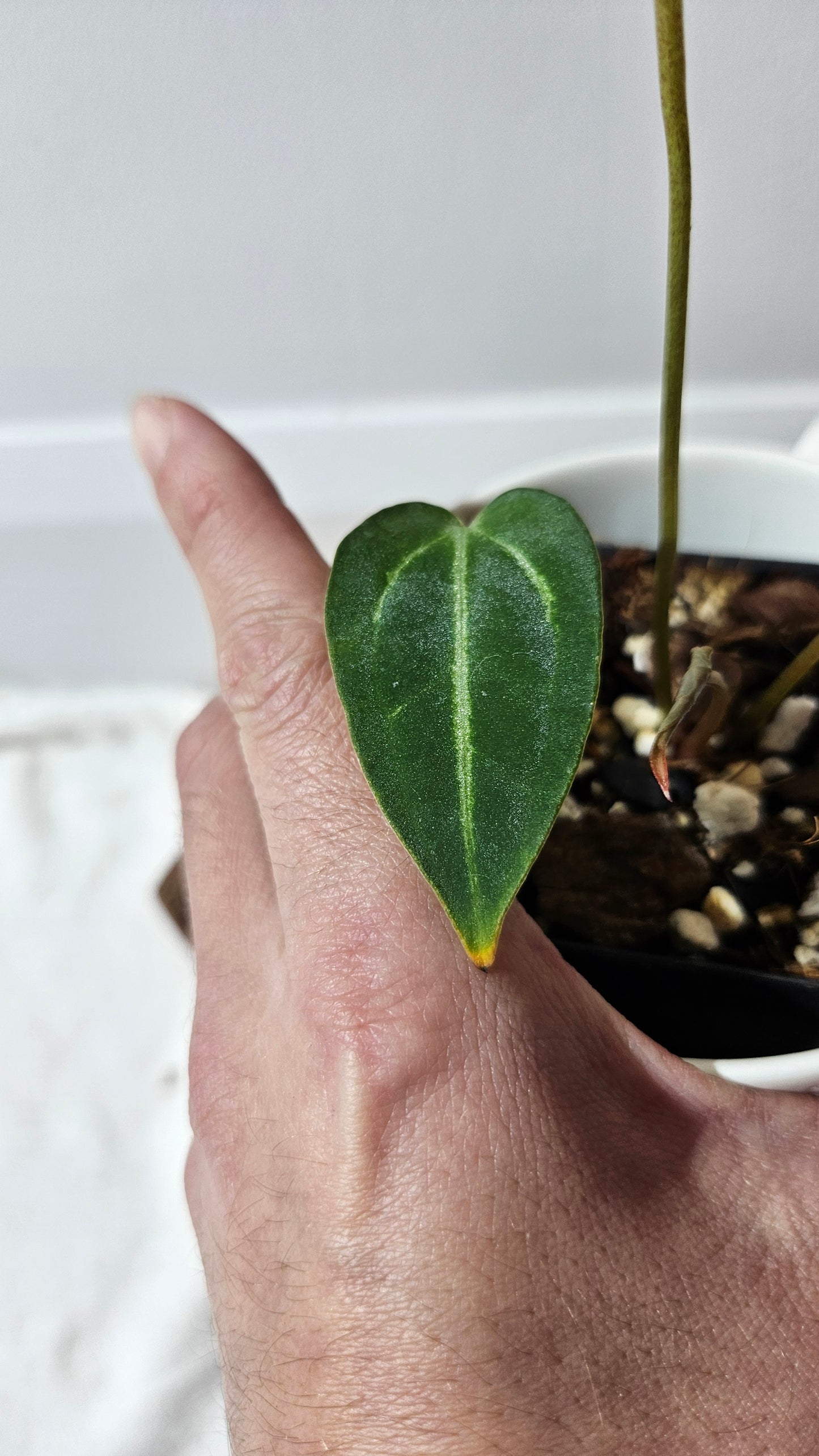 Anthurium Forgetii X Carlablackiae "format PETIT" (ANT-632)