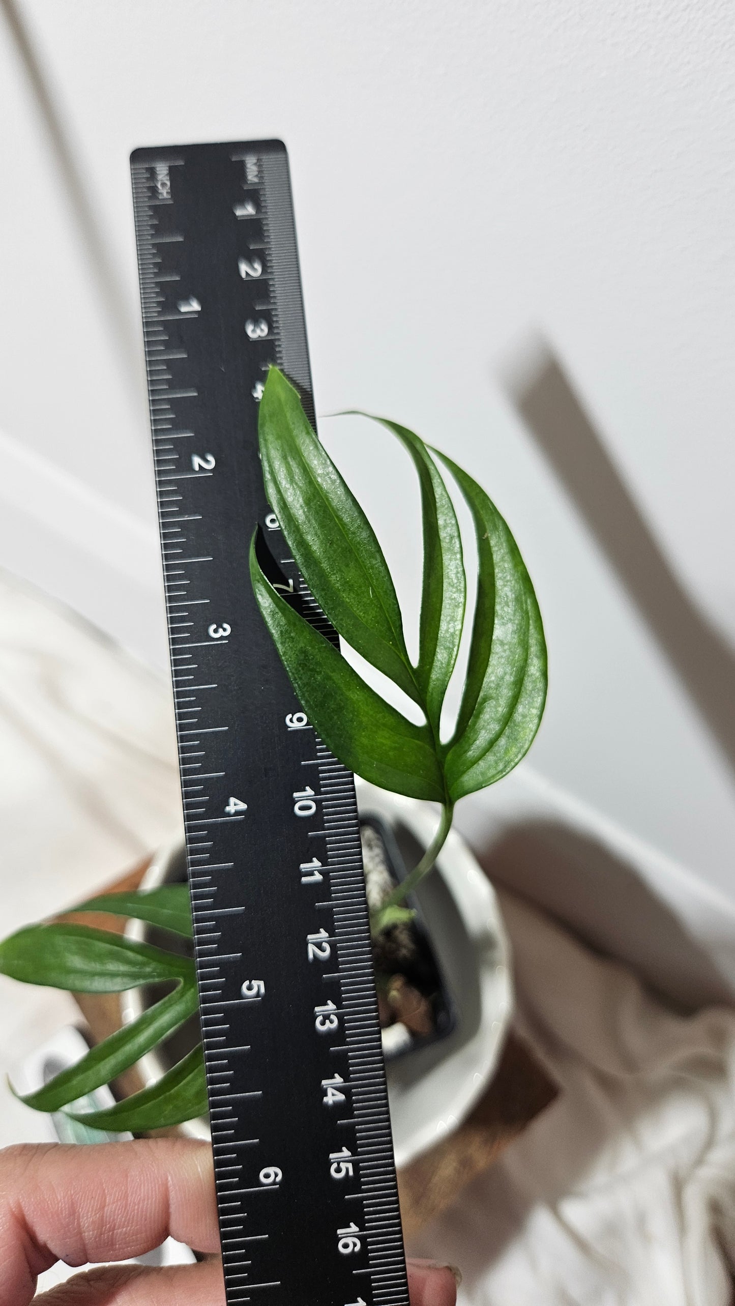 Monstera Subpinnata (MON-210)