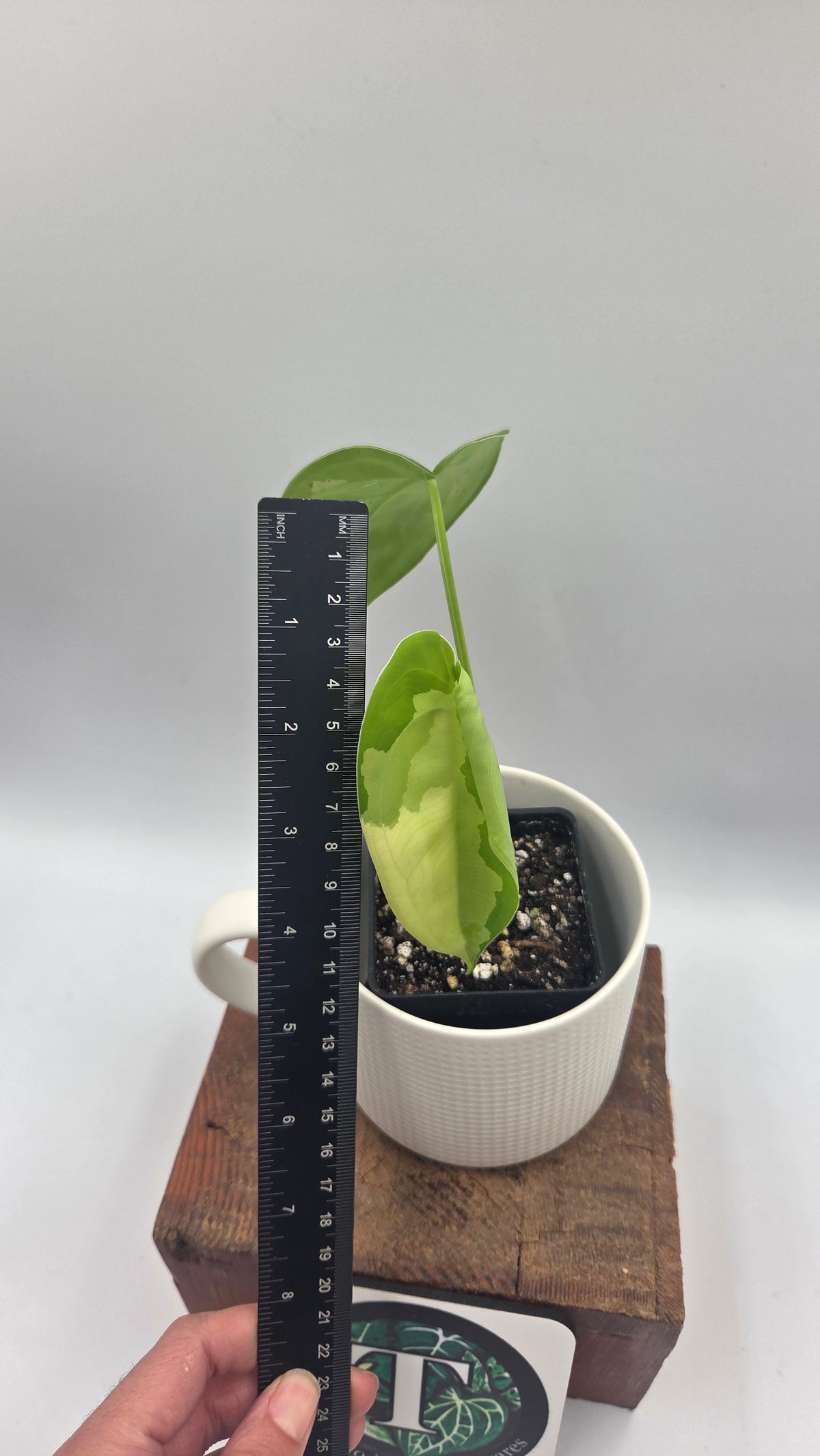 Syngonium Chiapense Albo (SYN-424)
