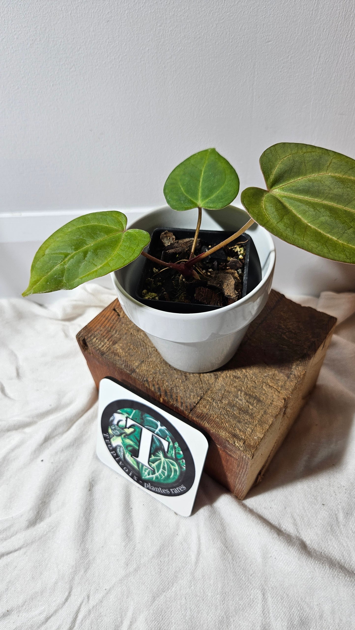 Anthurium  AOS Indo "format SEEDLING" (ANT-181)