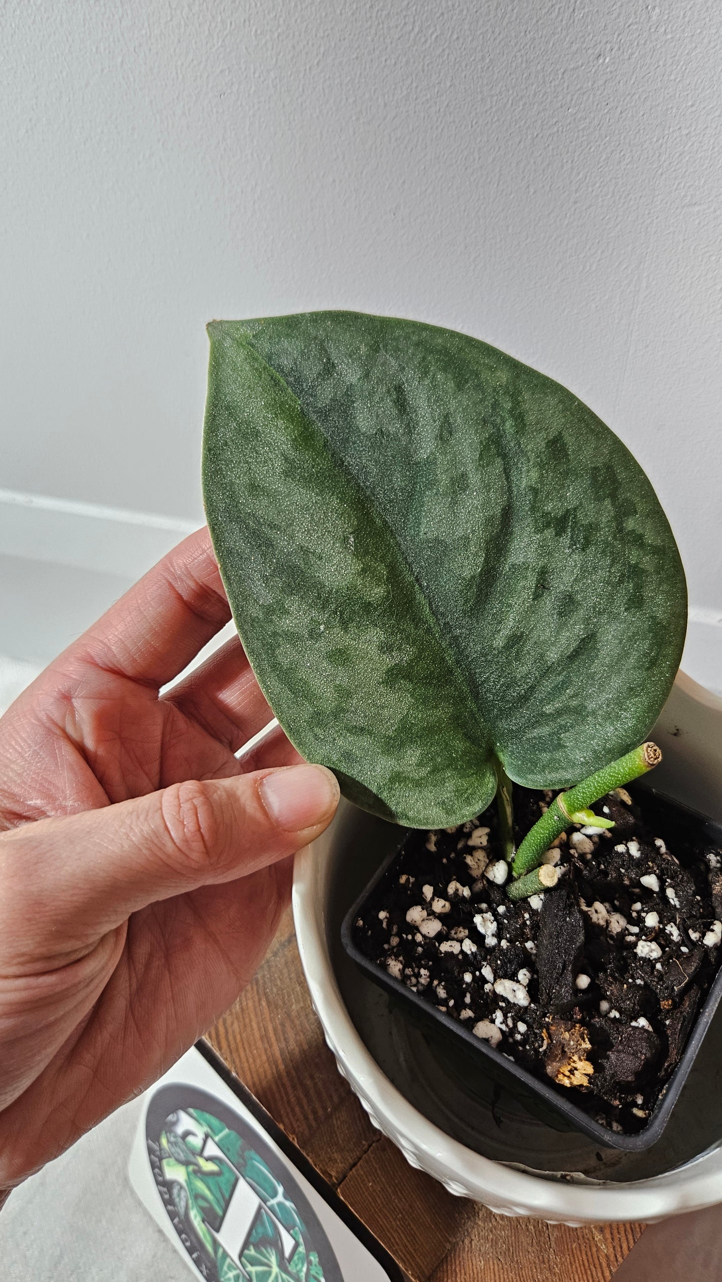 Scindapsus Venom (SCI-1018)