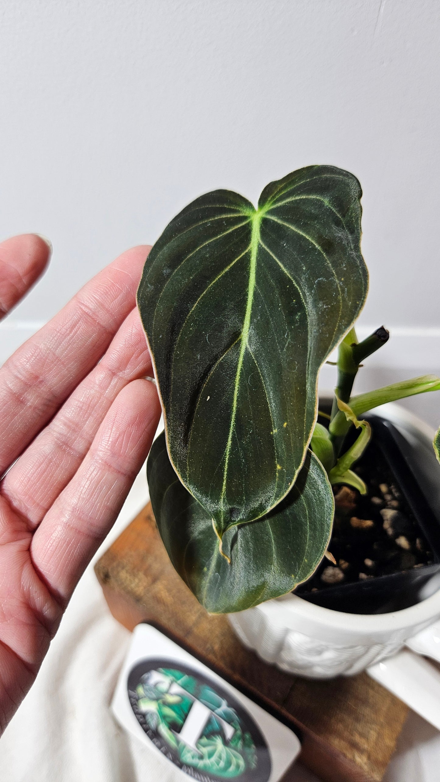 Philodendron Melanochrysum (PHI-072)