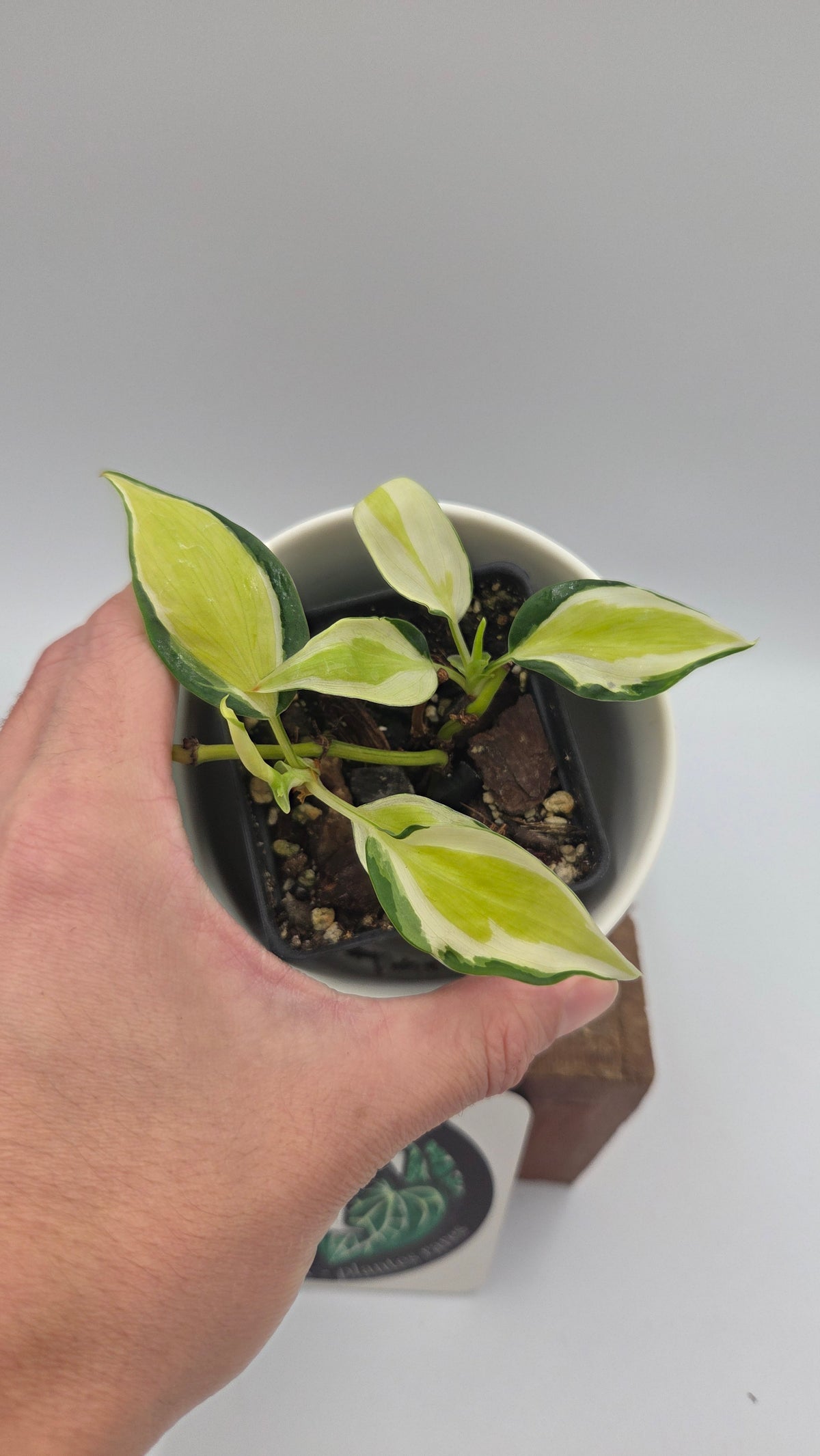 Philodendron Hederaceum Cream Splash (PHI-1101)