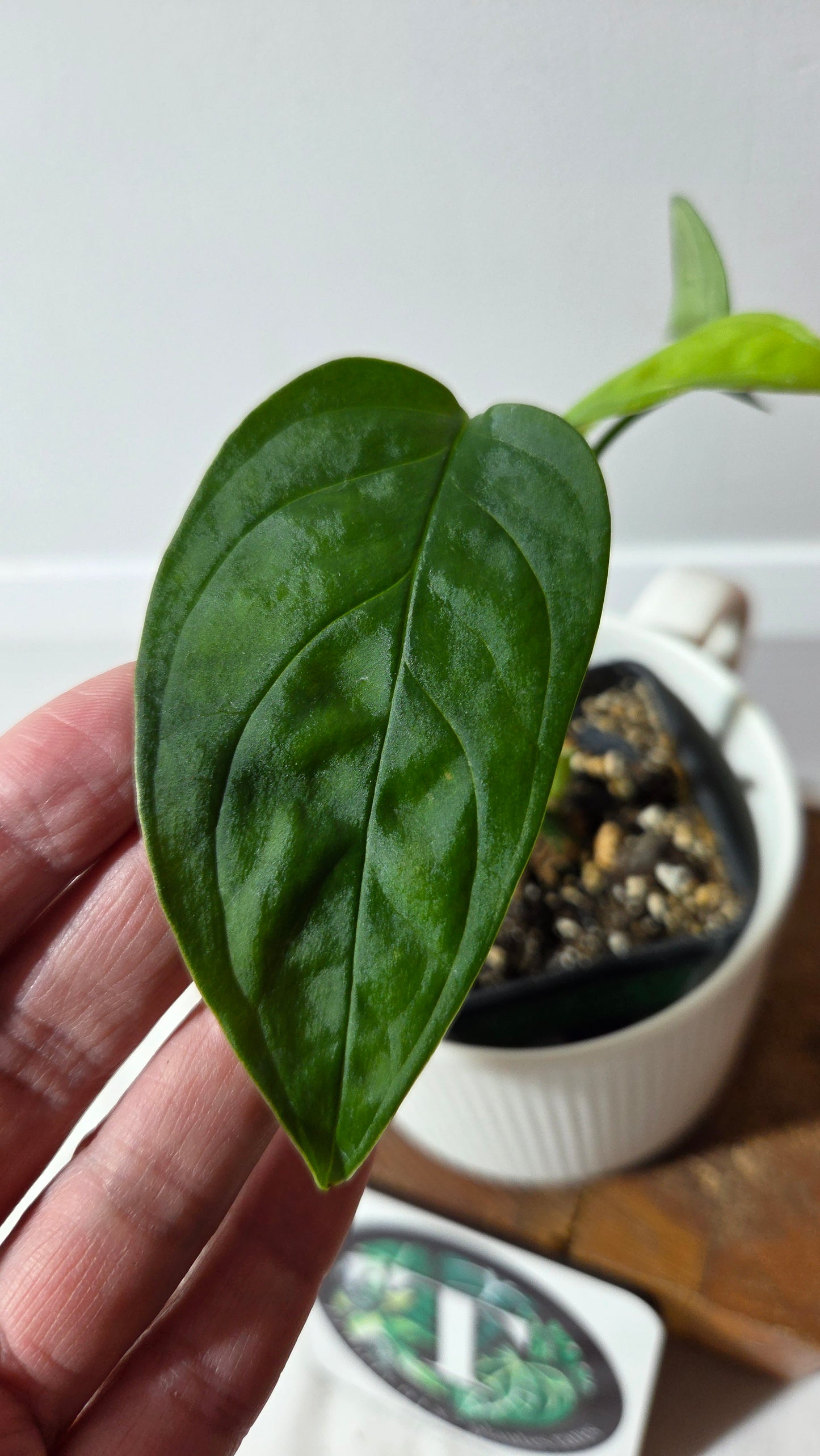 Monstera Obliqua Aff LaUnion (MON-516)