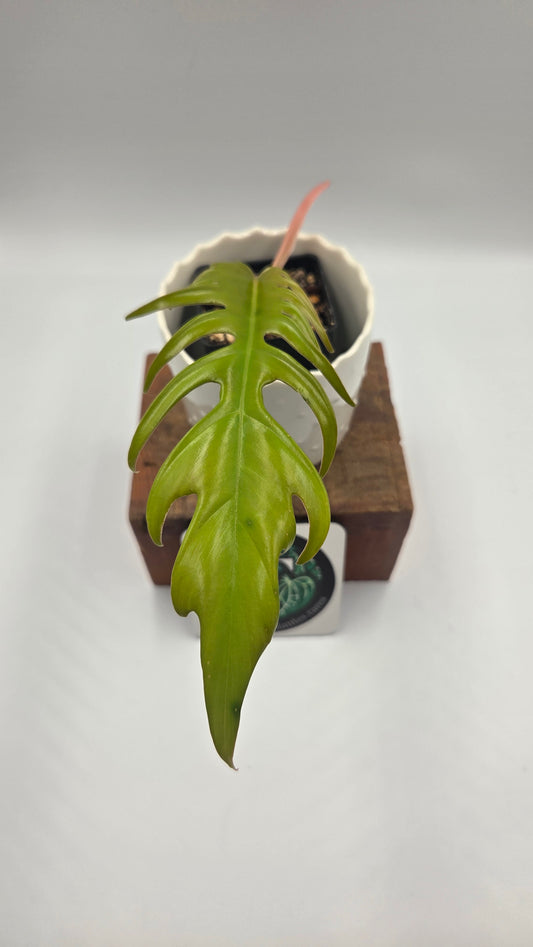 Philodendron Florida Beauty X Tortum REVERT(PHI-714)