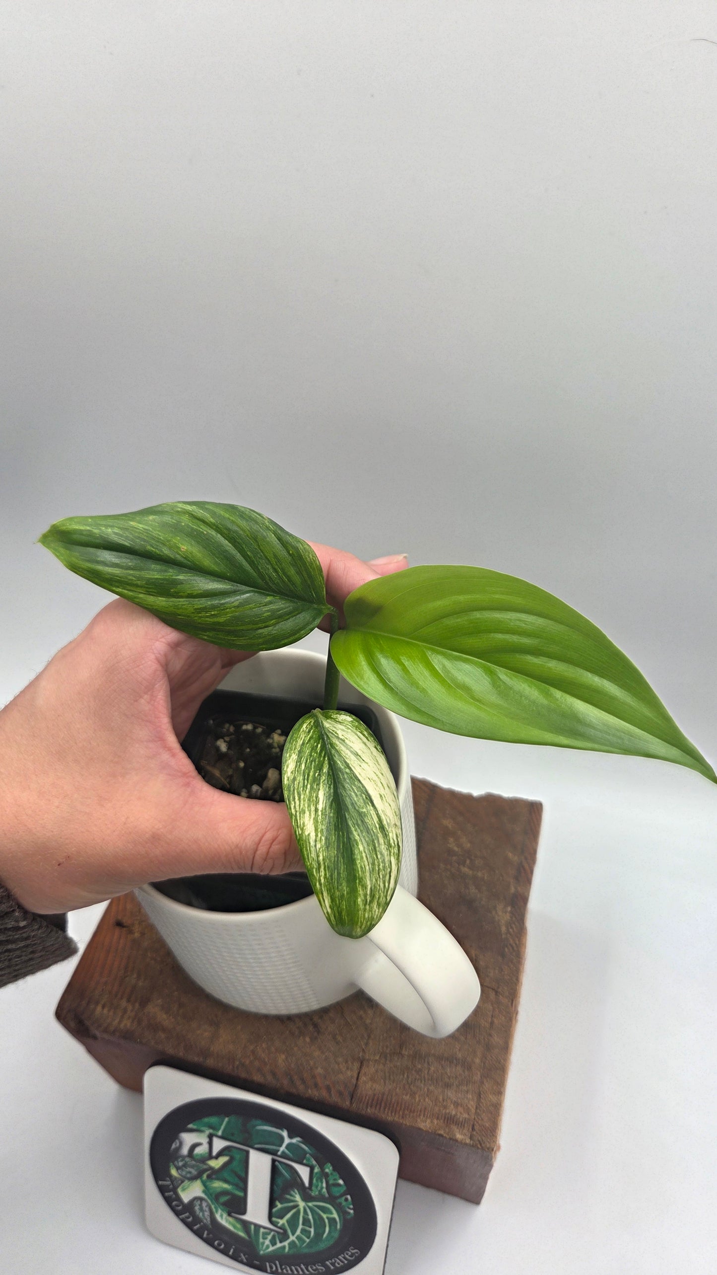 Scindapsus Longistipitatum Mint (SCI-1468)