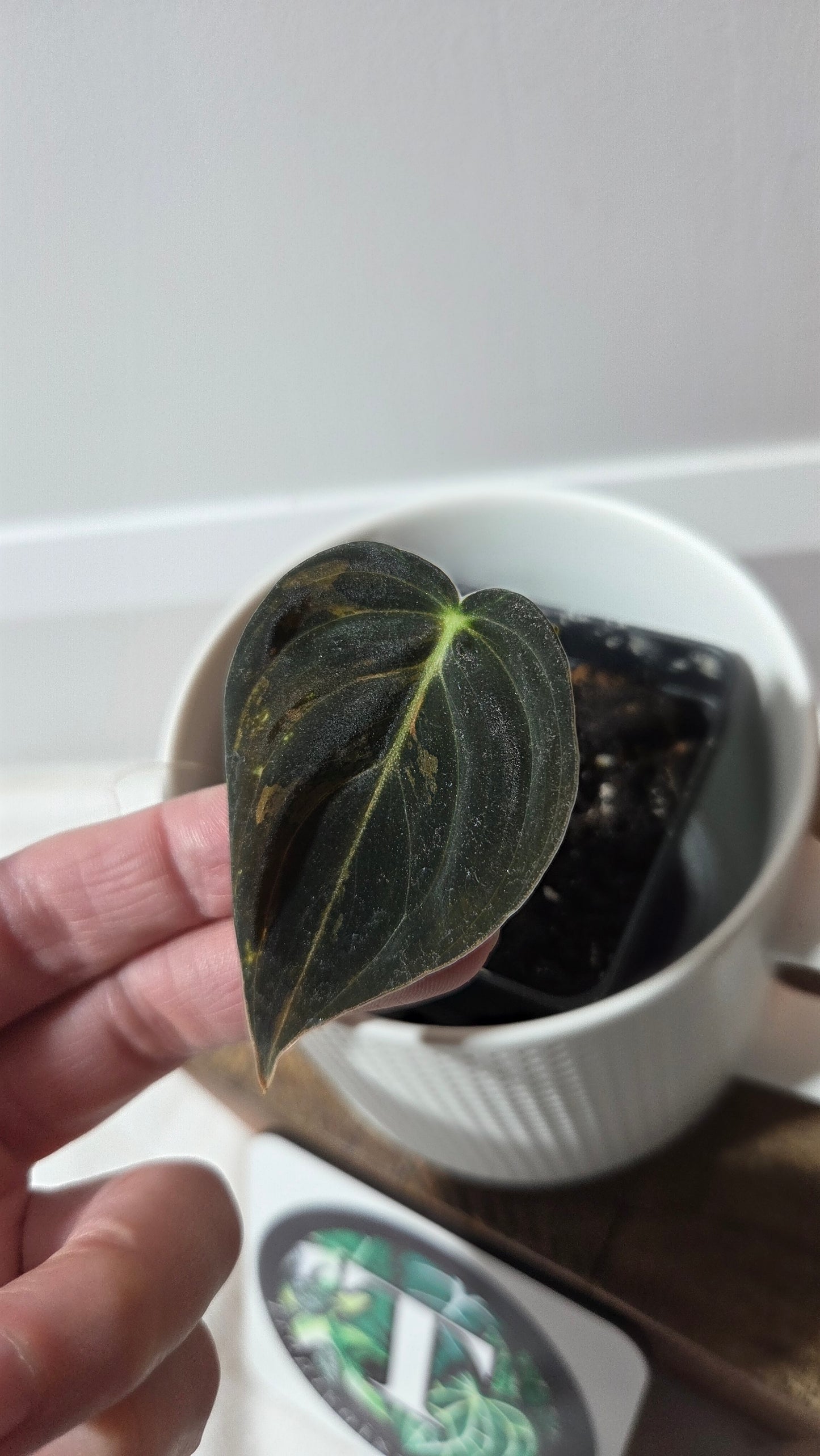 Philodendron Melanochrysum Variegata (PHI-993)