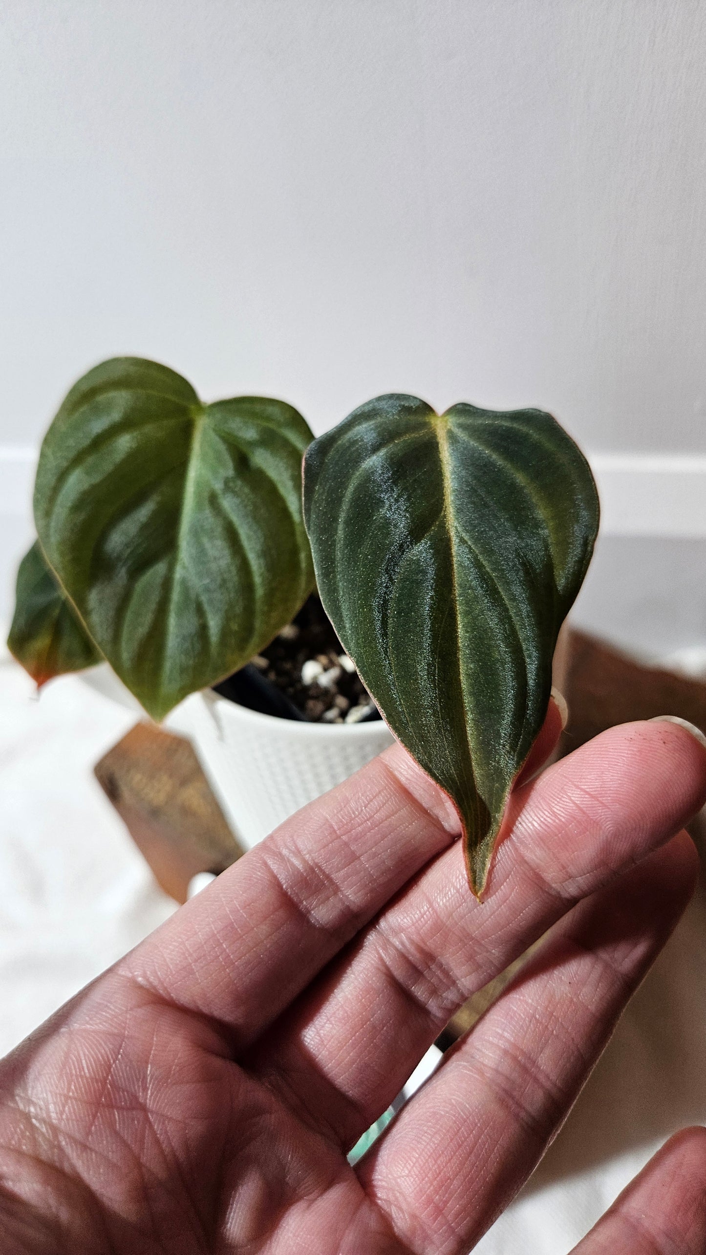 Philodendron Glorious (PHI-948)