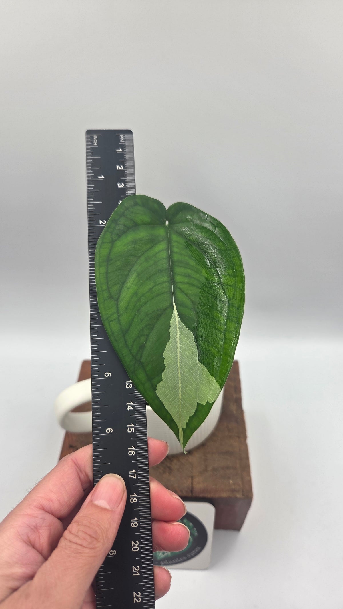 Syngonium Chiapense Albo (SYN-528)