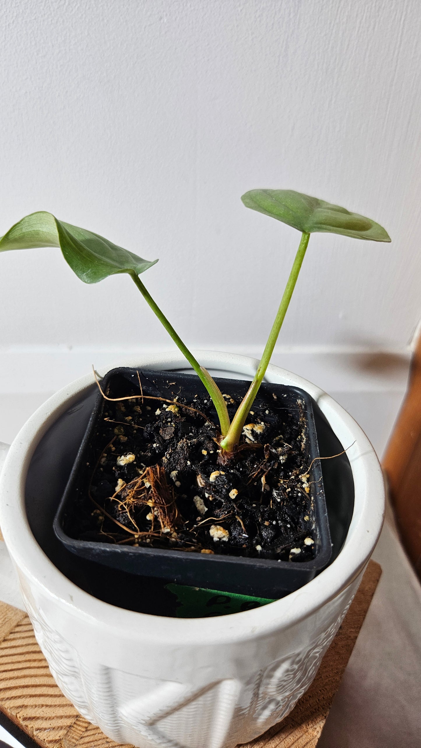 Philodendron Aff Colombia (PHI-641)