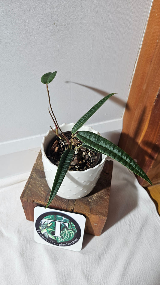 Anthurium Cutucuense "format MOYEN" (ANT-426)