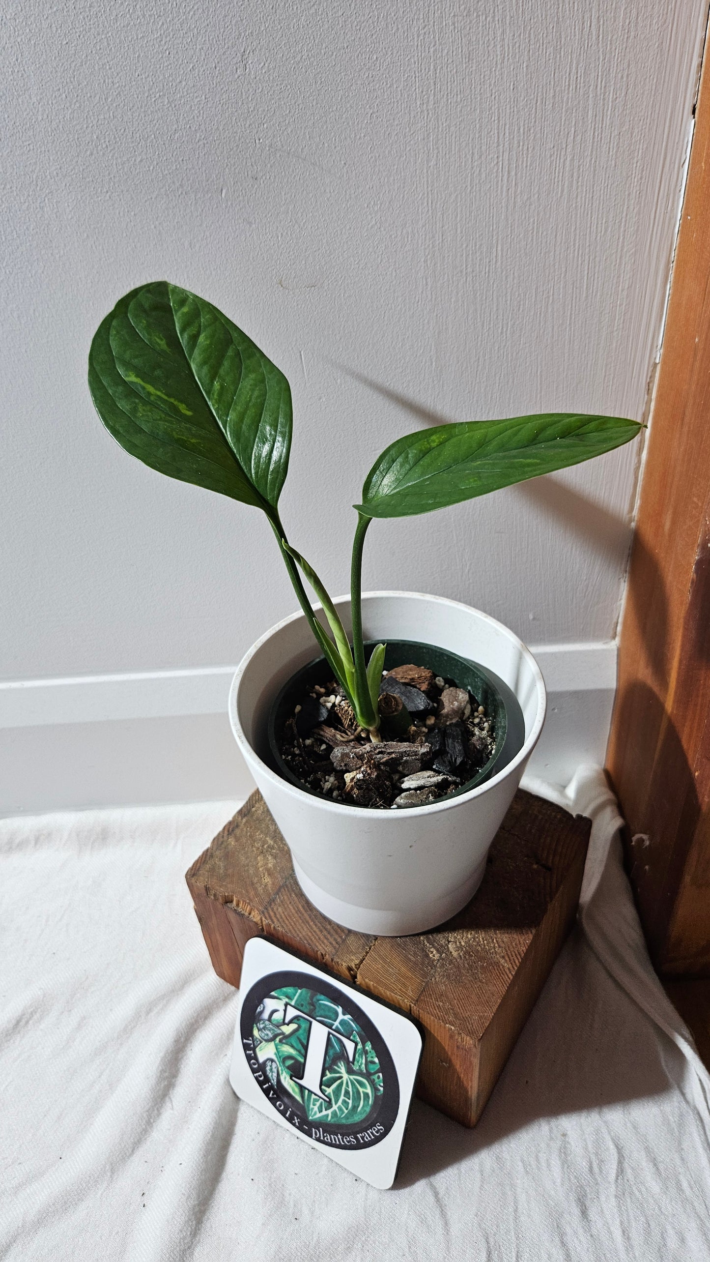 Monstera Pinnatipartita (MON-449)