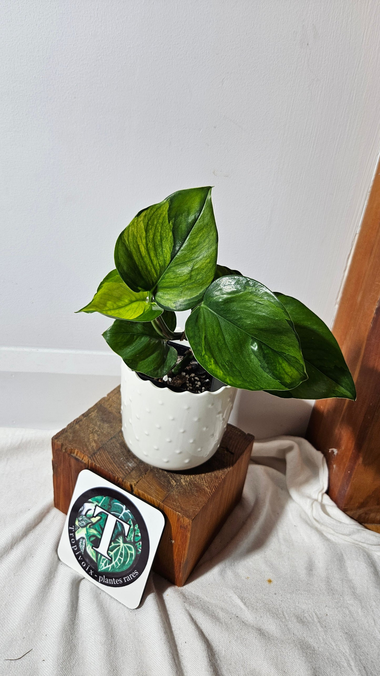 Epipremnum Aureum Manjula yellow/Olivia/Mint (EPI-216)