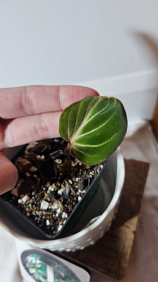 Philodendron Gloriosum Dark (PHI-797)