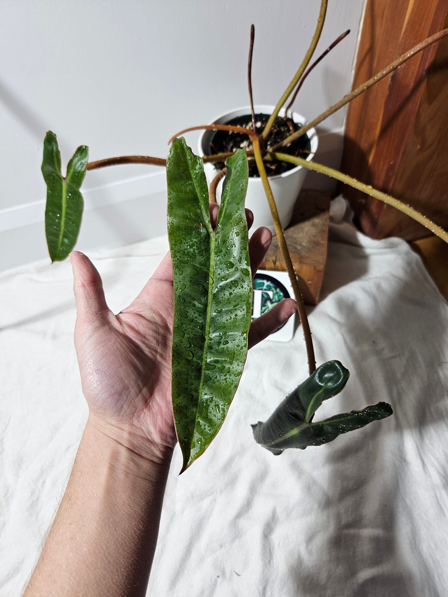 Philodendron Billietiae (PHI-374)