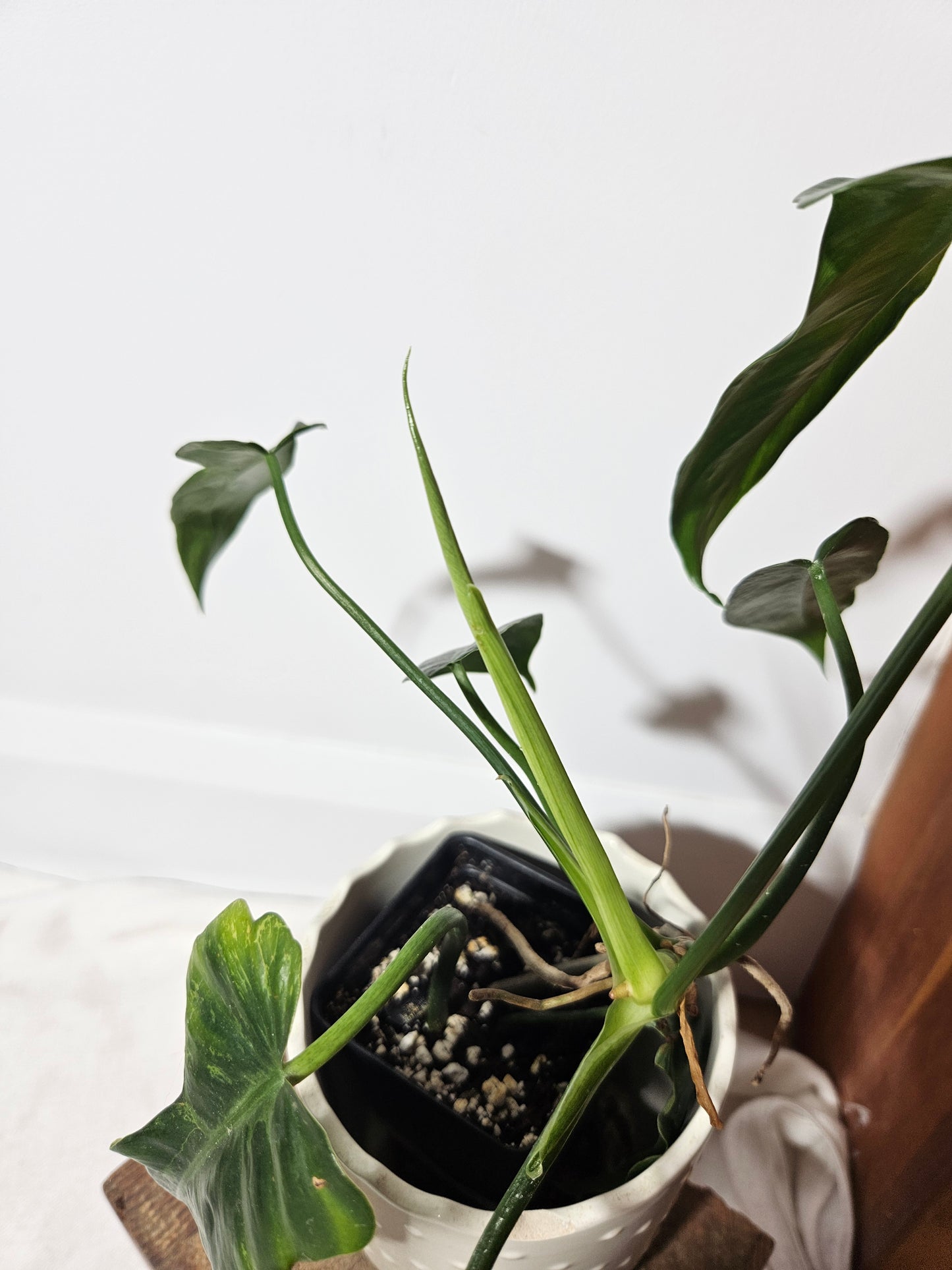 Philodendron Lime fiddle (PHI-465)