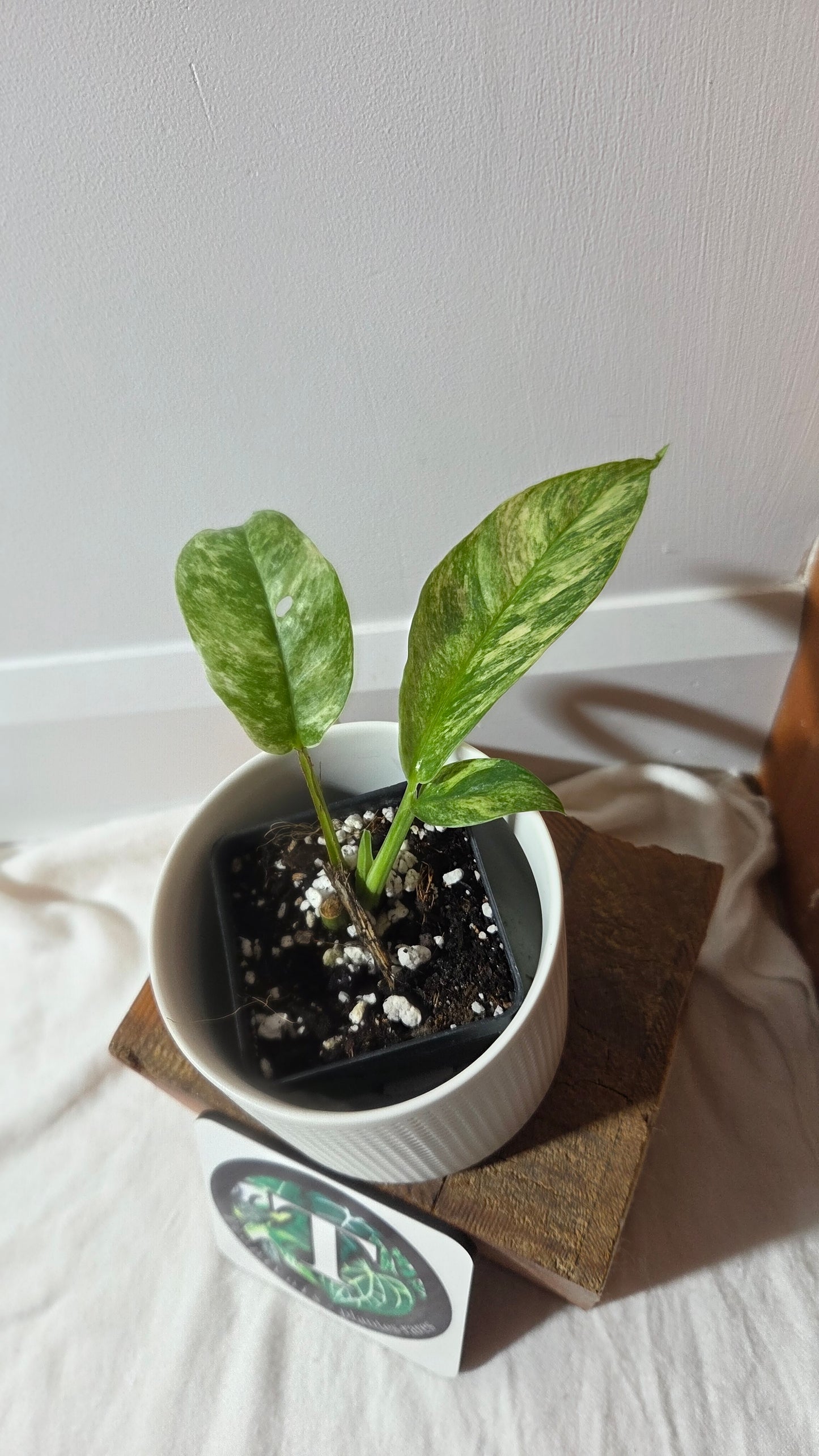 Rhaphidophora Masuwa Variegata (AUT-091)