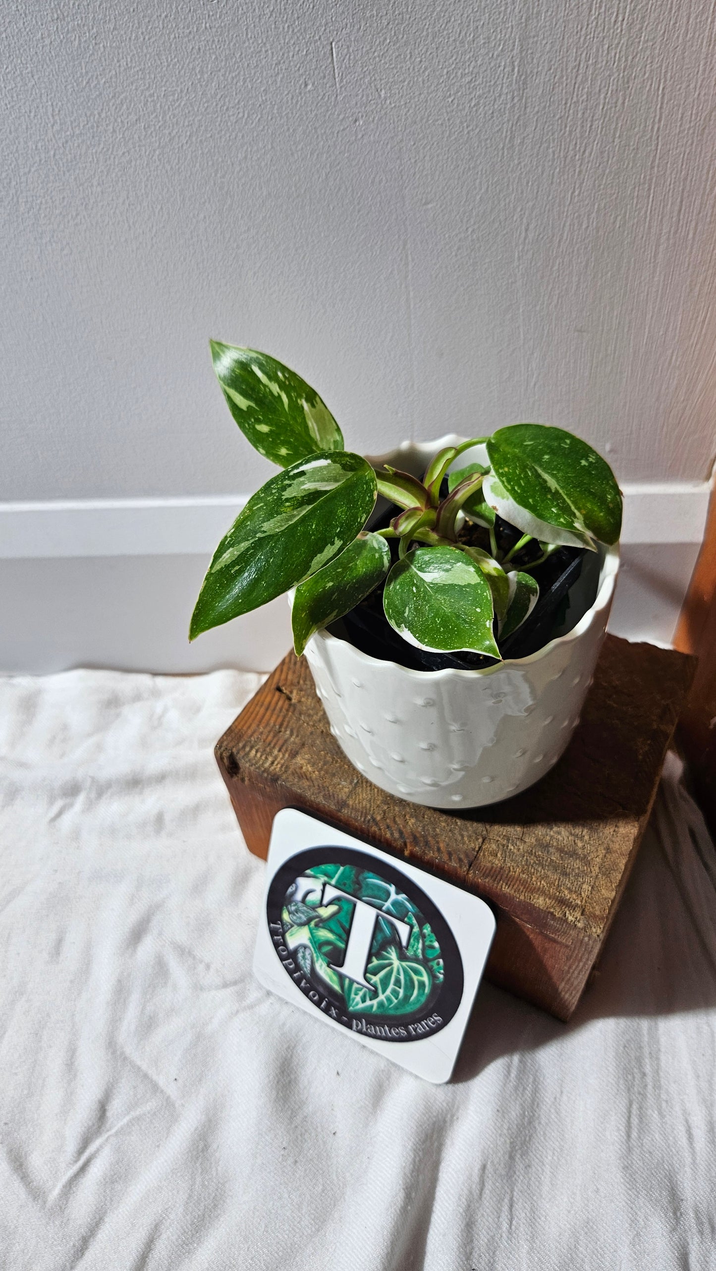 Philodendron White Princess (PHI-882)