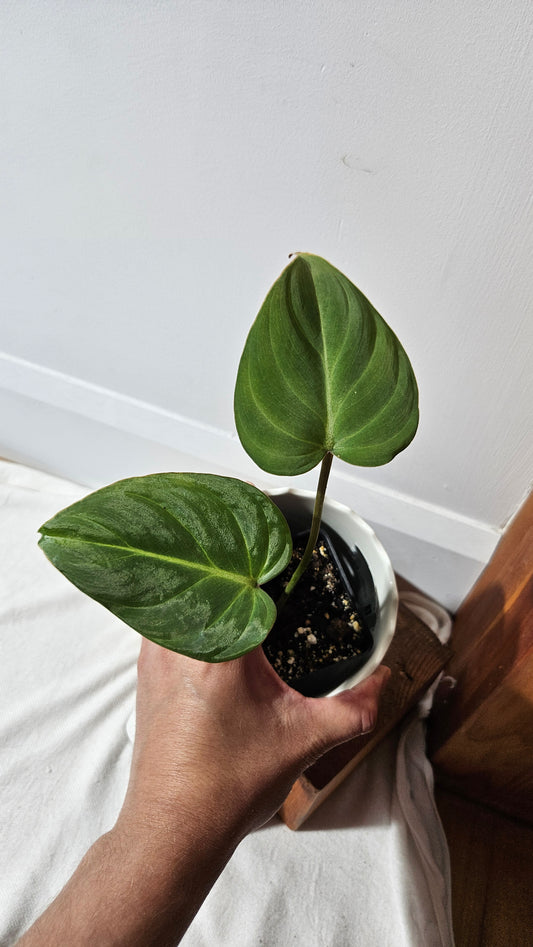 Philodendron Gloriosum (PHI-830)
