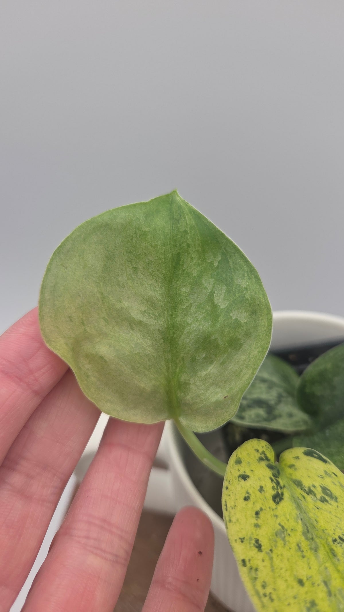 Scindapsus Silver Cloud variegata (SCI-1524)