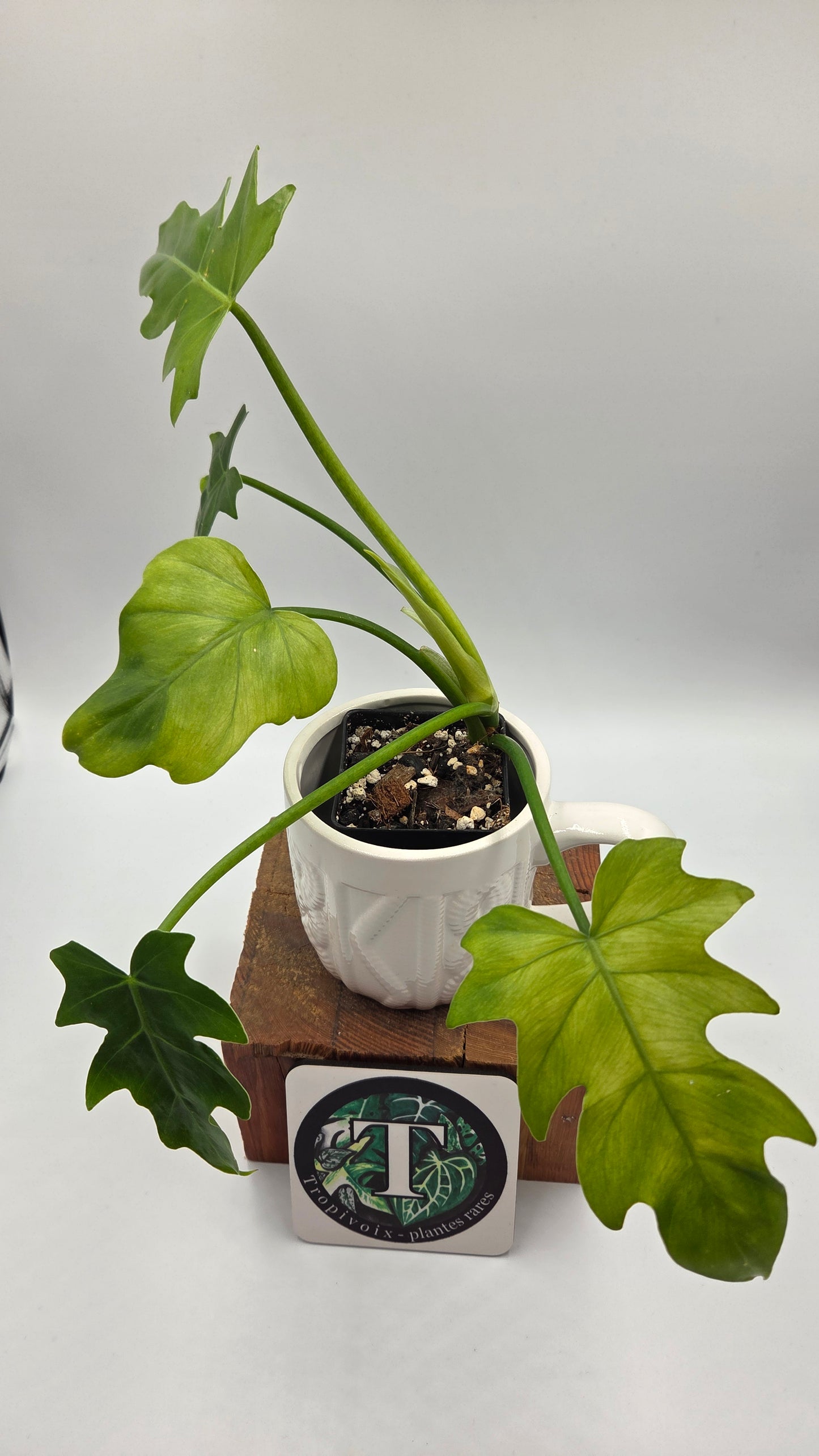 Philodendron Radiatum Variegata (PHI-1019)