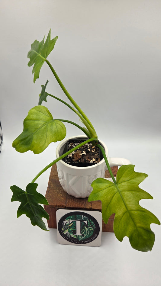 Philodendron Radiatum Variegata (PHI-1019)