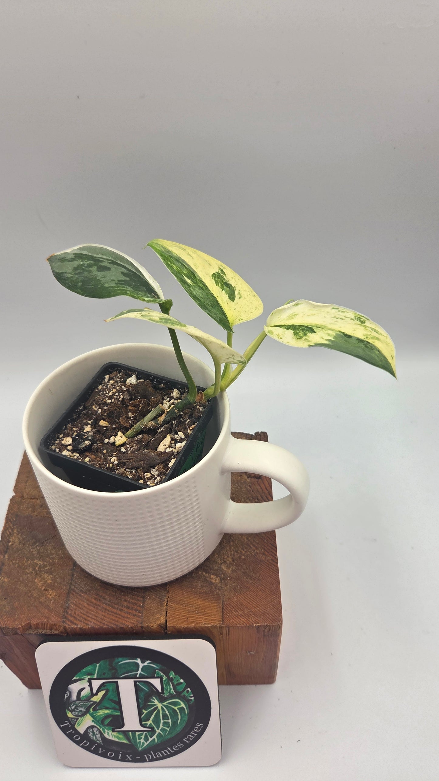 Scindapsus Exotica Salaka Tricolore (SCI-1494)