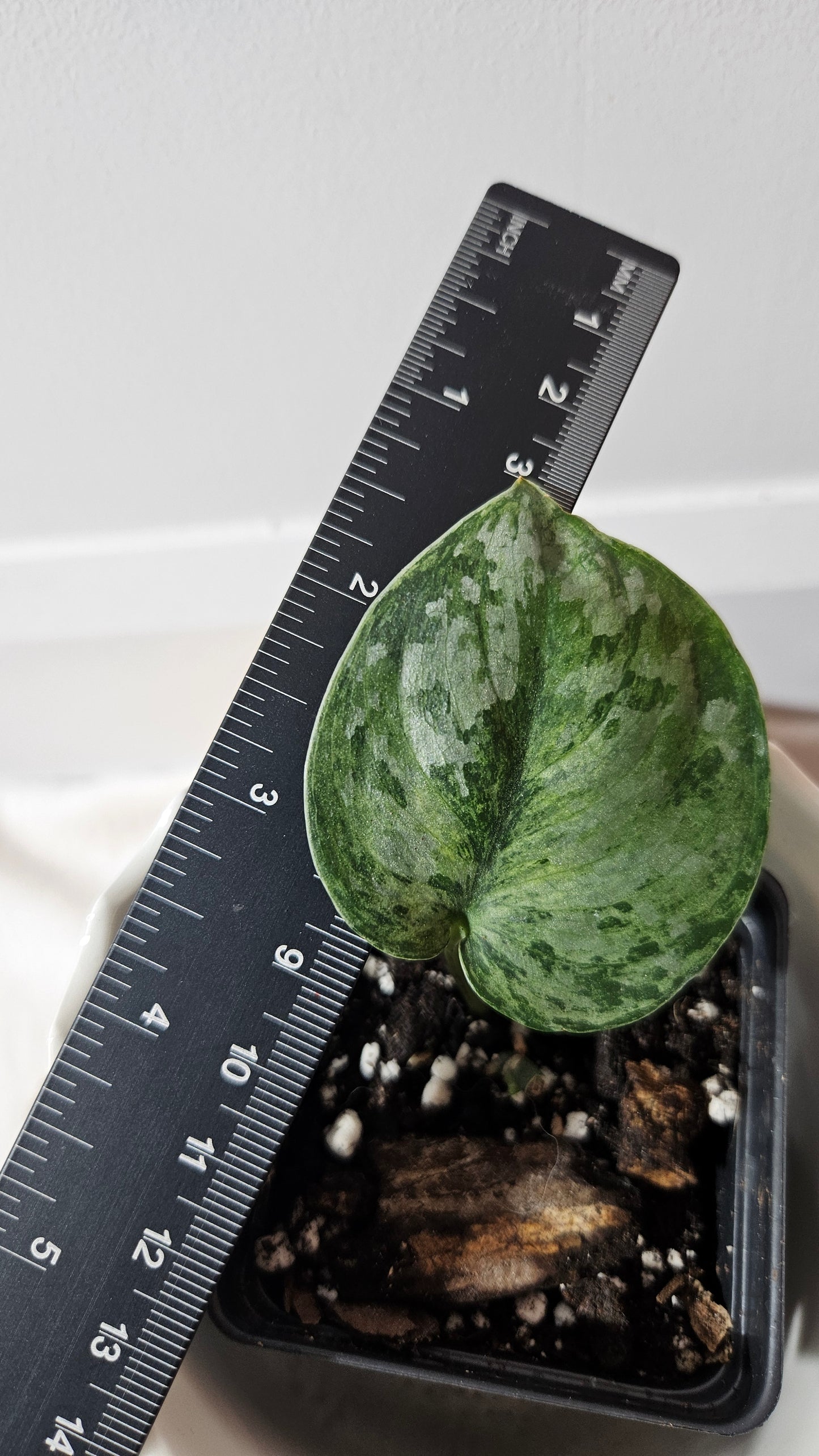 Scindapsus Exotica Pictus mint (SCI-972)