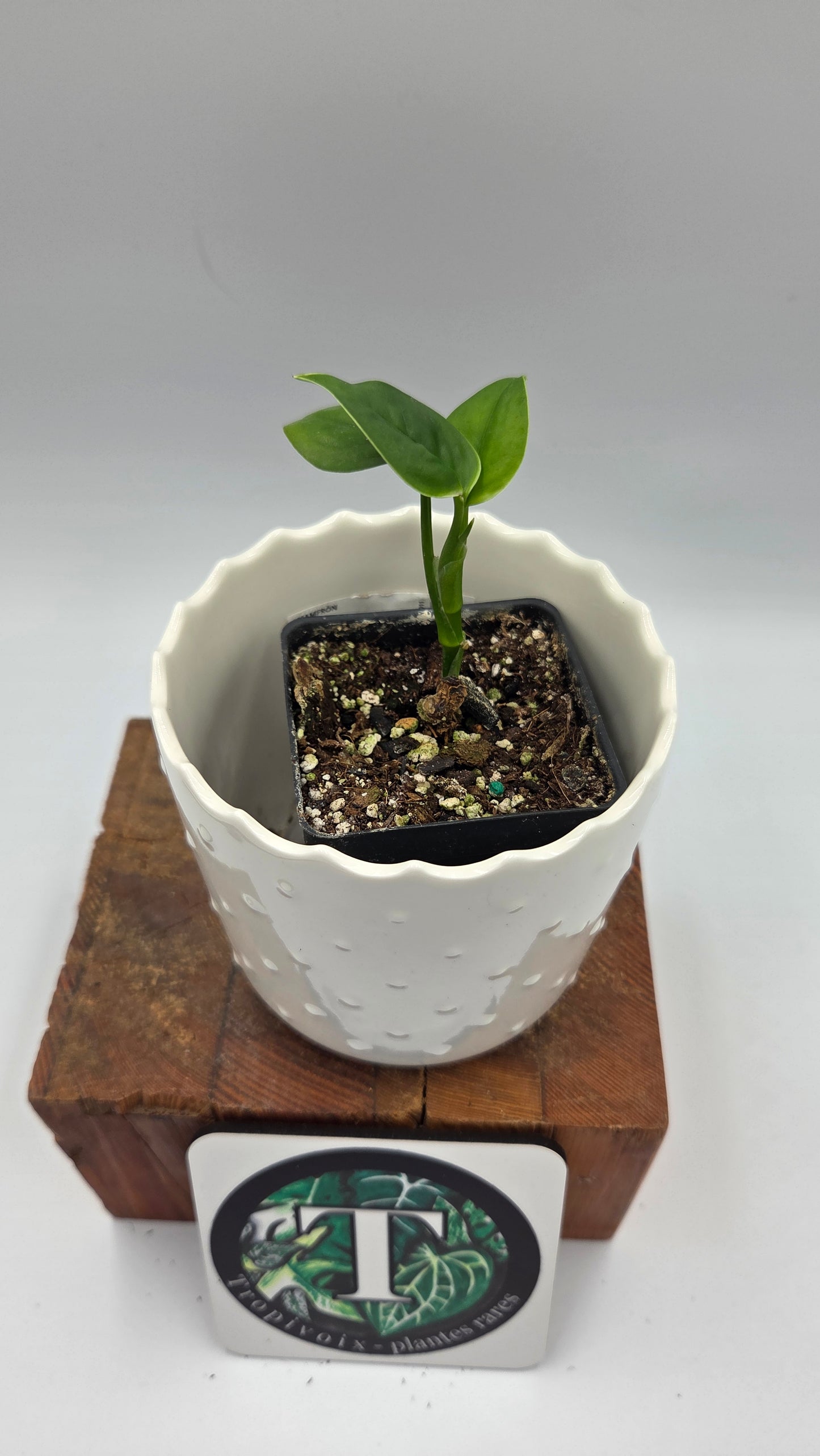 Monstera Obliqua Aff Limon (MON-550)