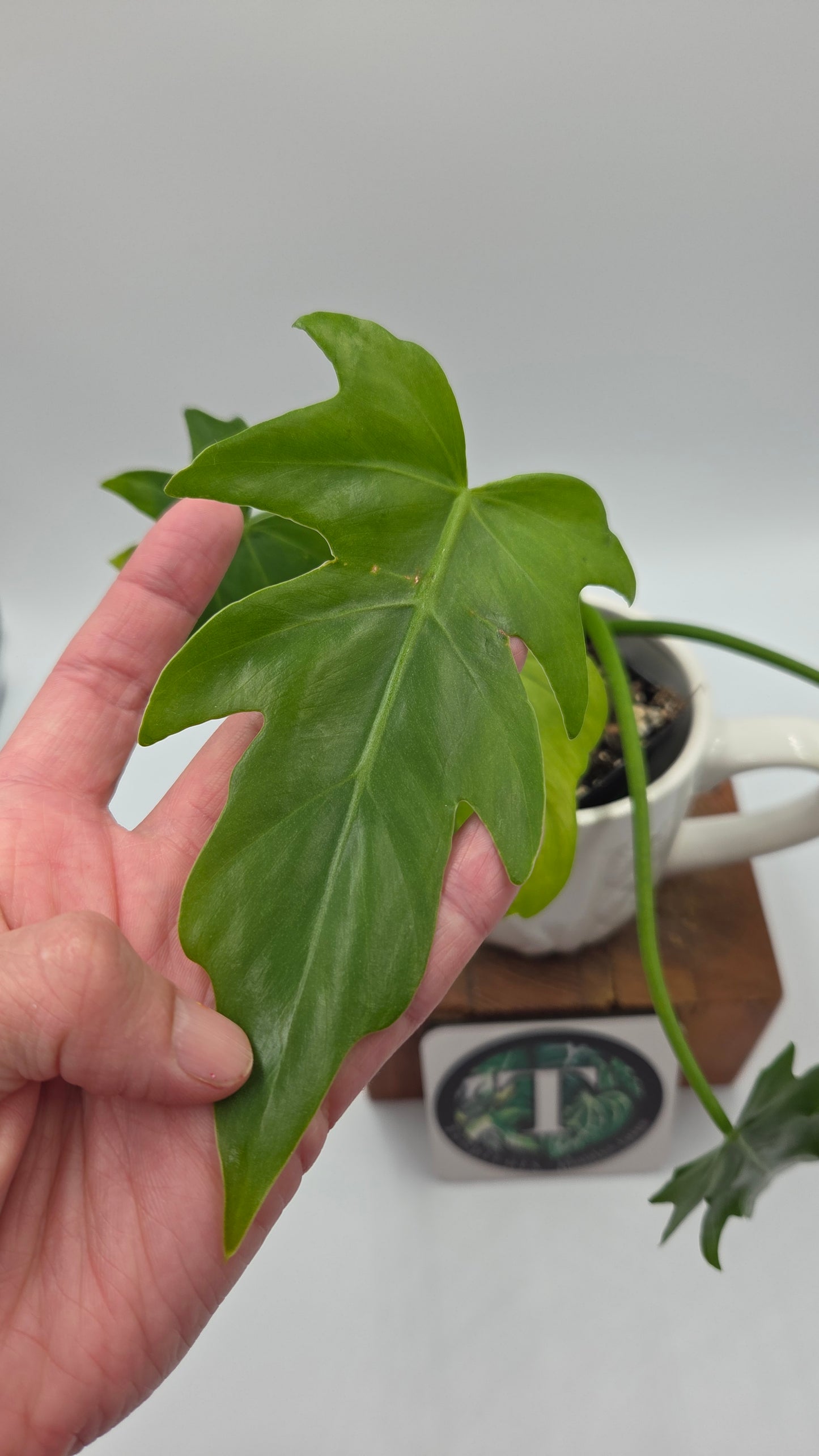 Philodendron Radiatum Variegata (PHI-1019)