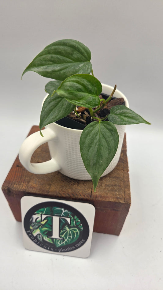 Philodendron Majestic (PHI-1083)