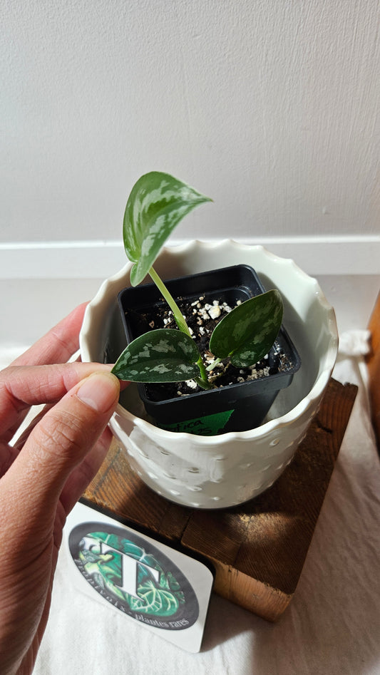 Scindapsus Black Exotica (SCI-1331)