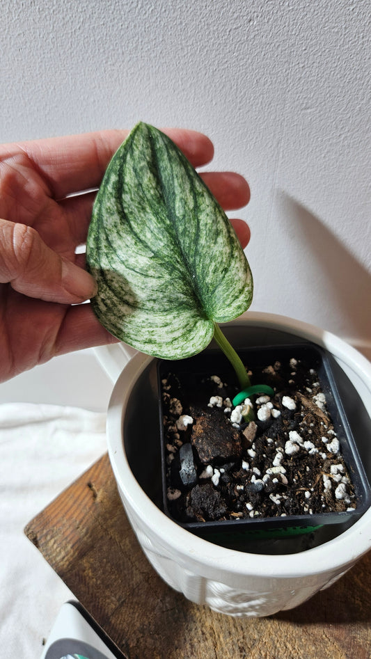 Scindapsus Jung jung Buih Mutation (SCI-1183)