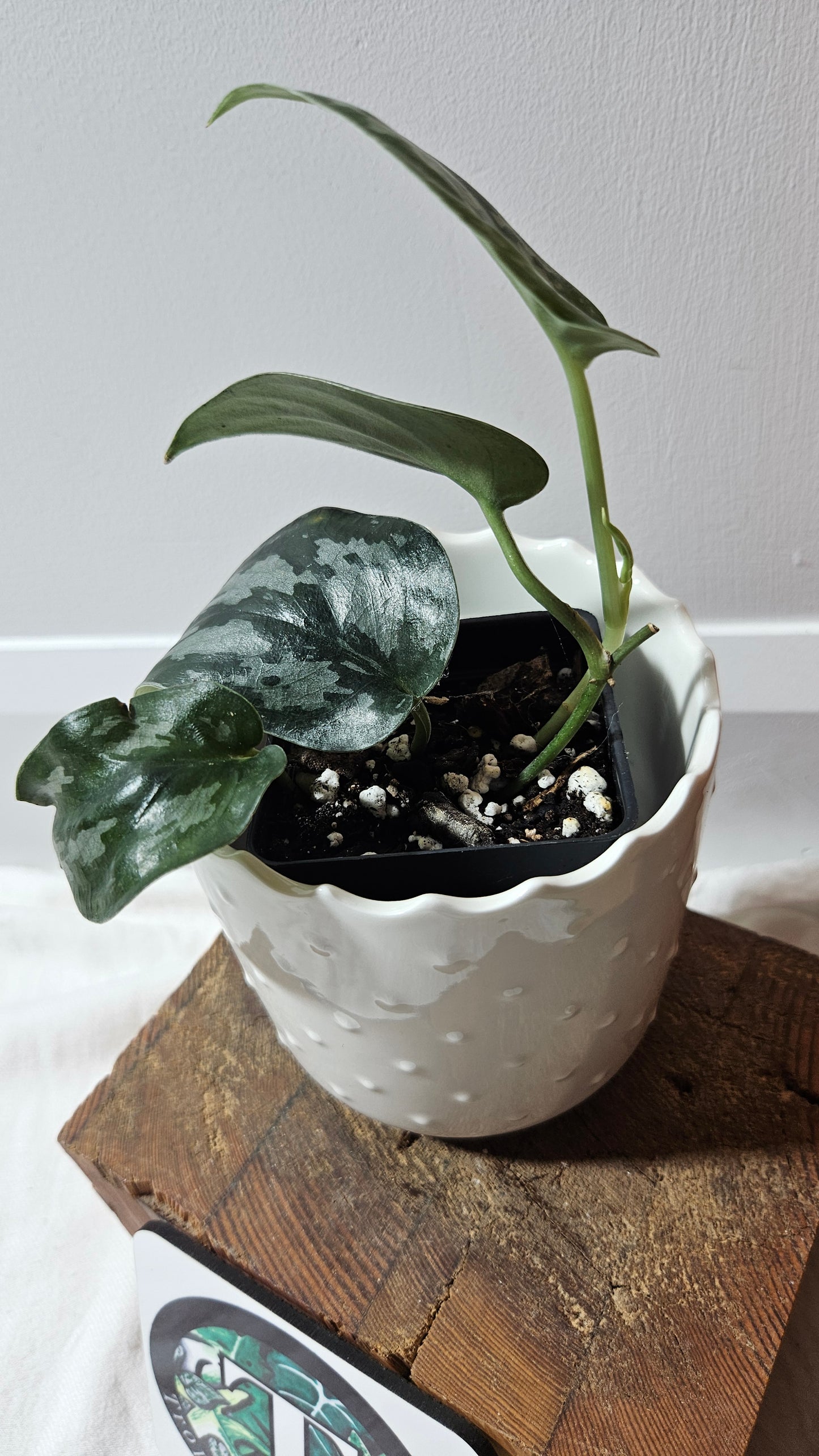 Scindapsus Black Exotica (SCI-1335)