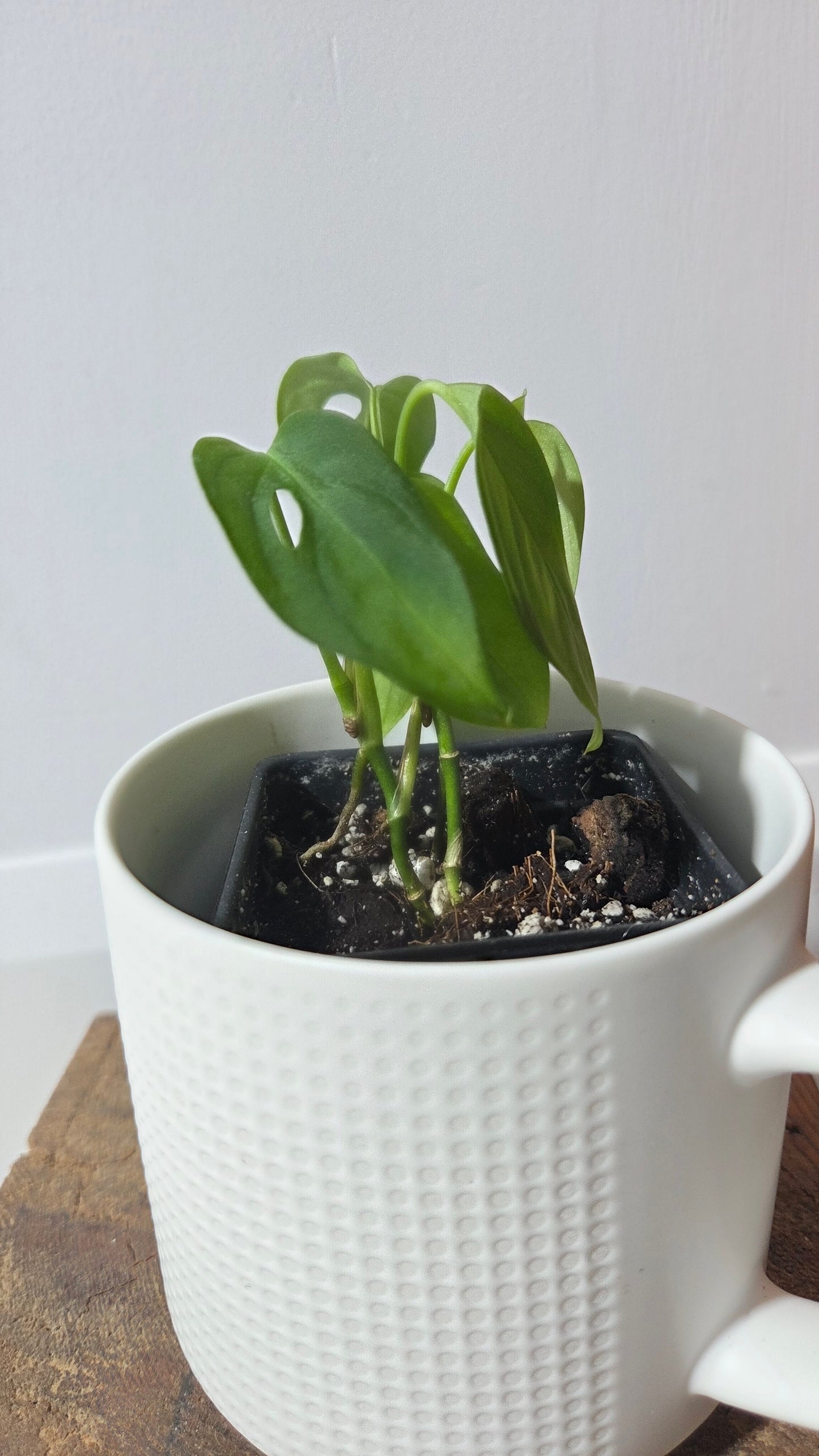Monstera Obliqua Aff Indanza (MON-528)