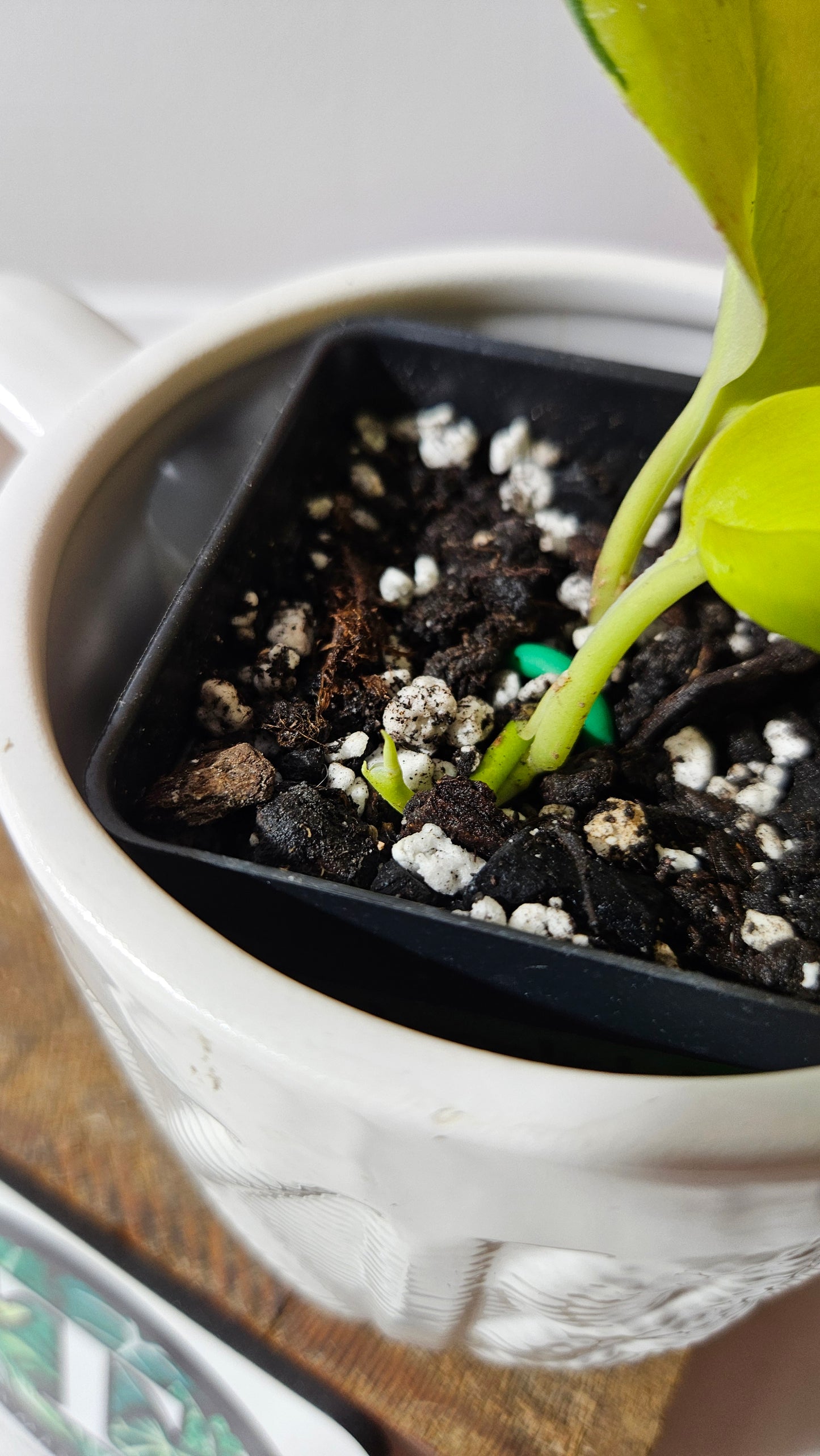 Scindapsus Moonlight Lemon (SCI-1317)