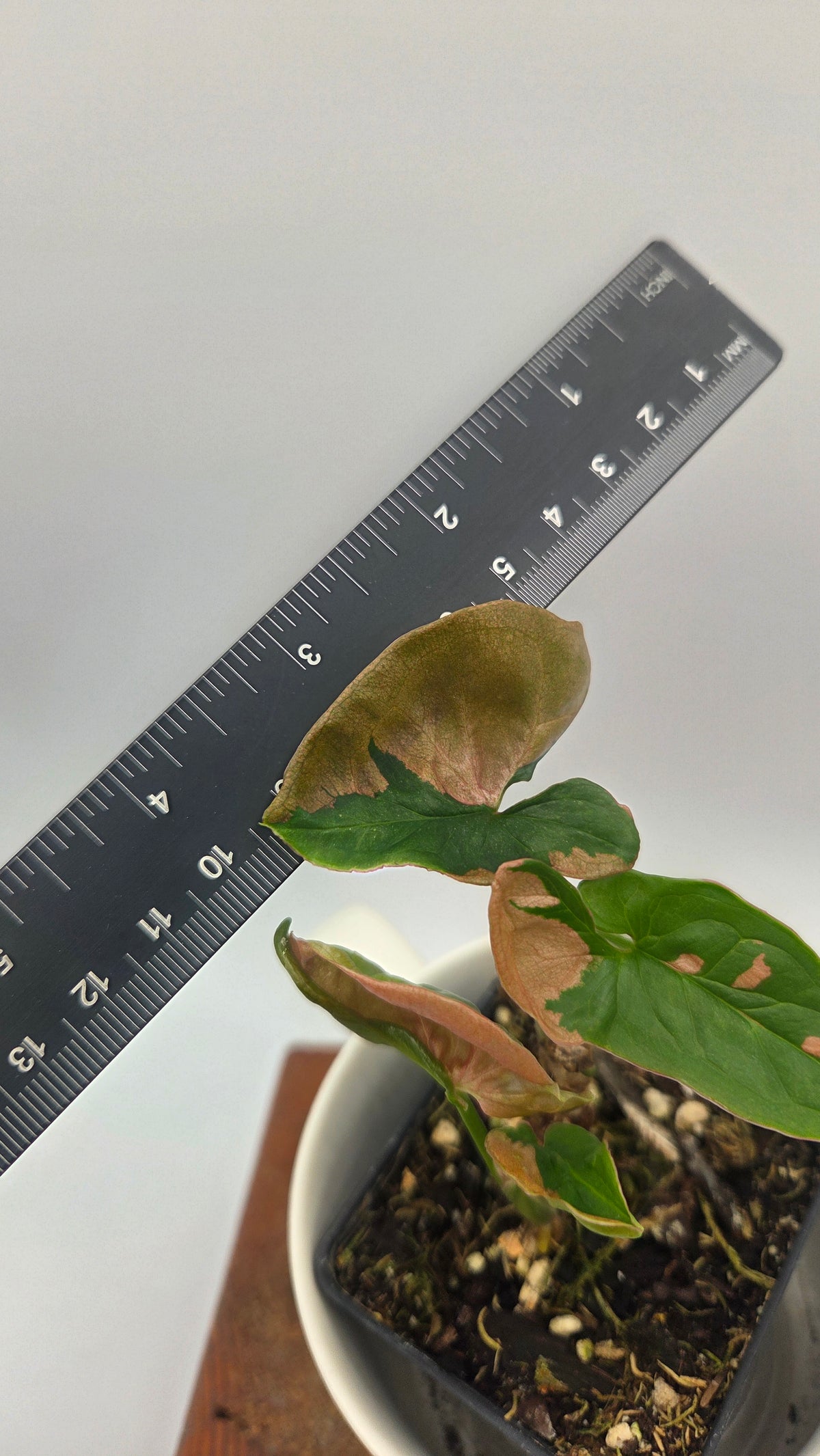 Syngonium Pink Lava (SYN-275)