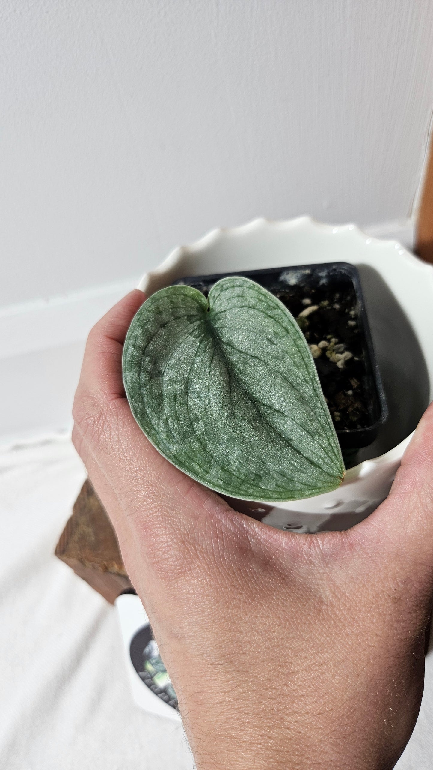 Scindapsus Silver Splash (SCI-1033)