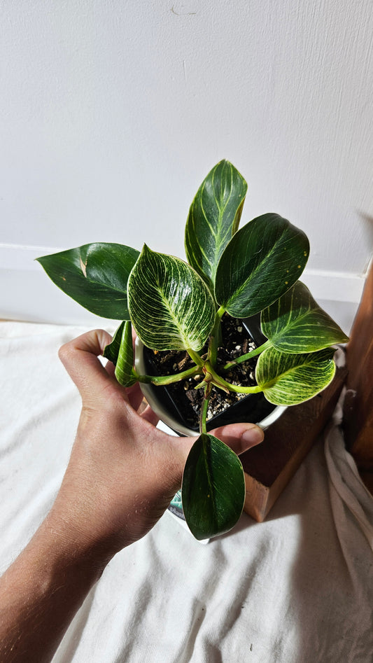 Philodendron Birkin (PHI-851)