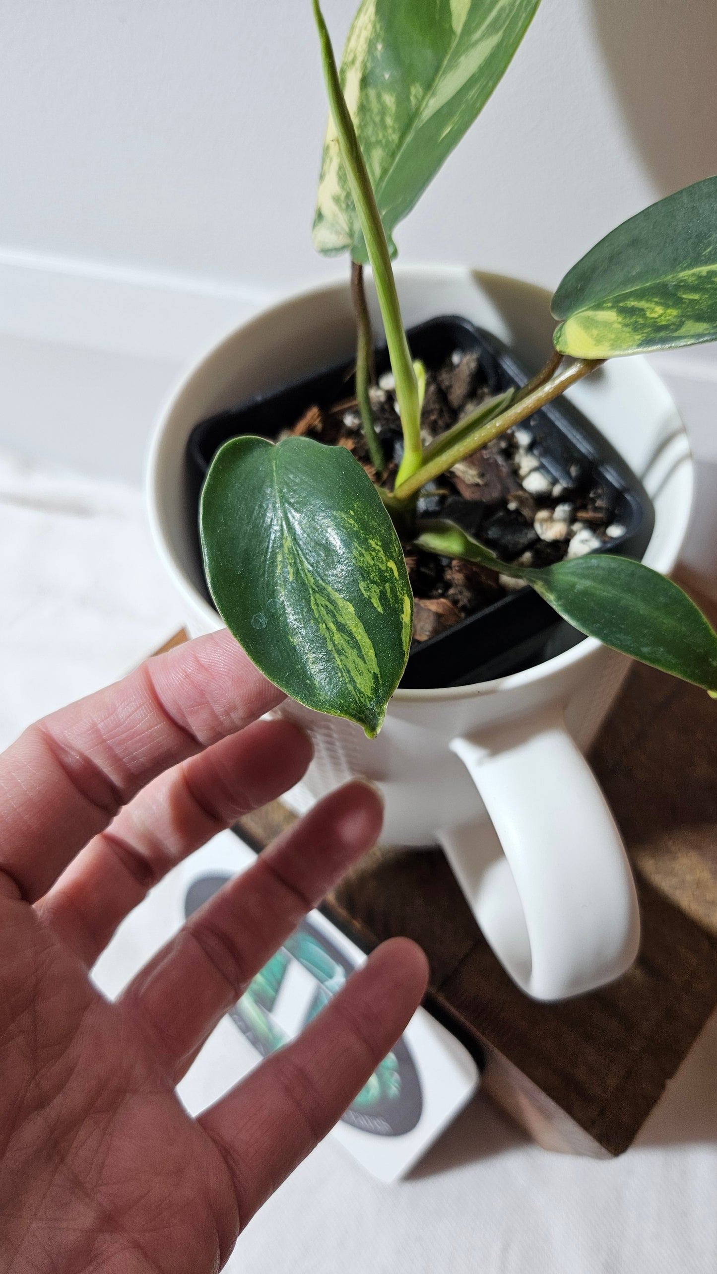 Philodendron Florida Beauty (PHI-939)