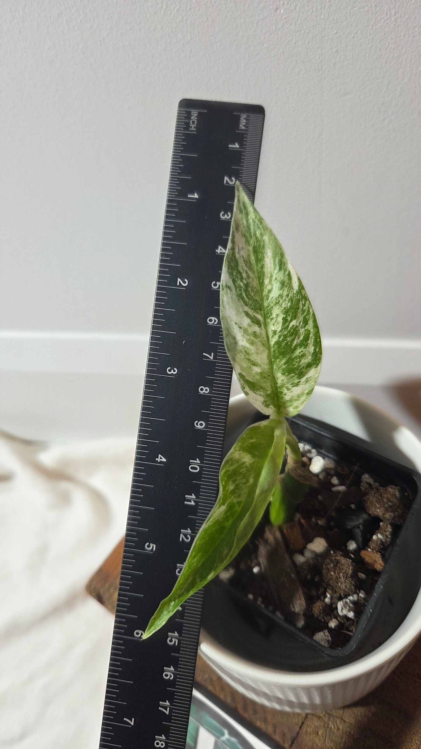 Rhaphidophora Megasperma Variegata (AUT-087)