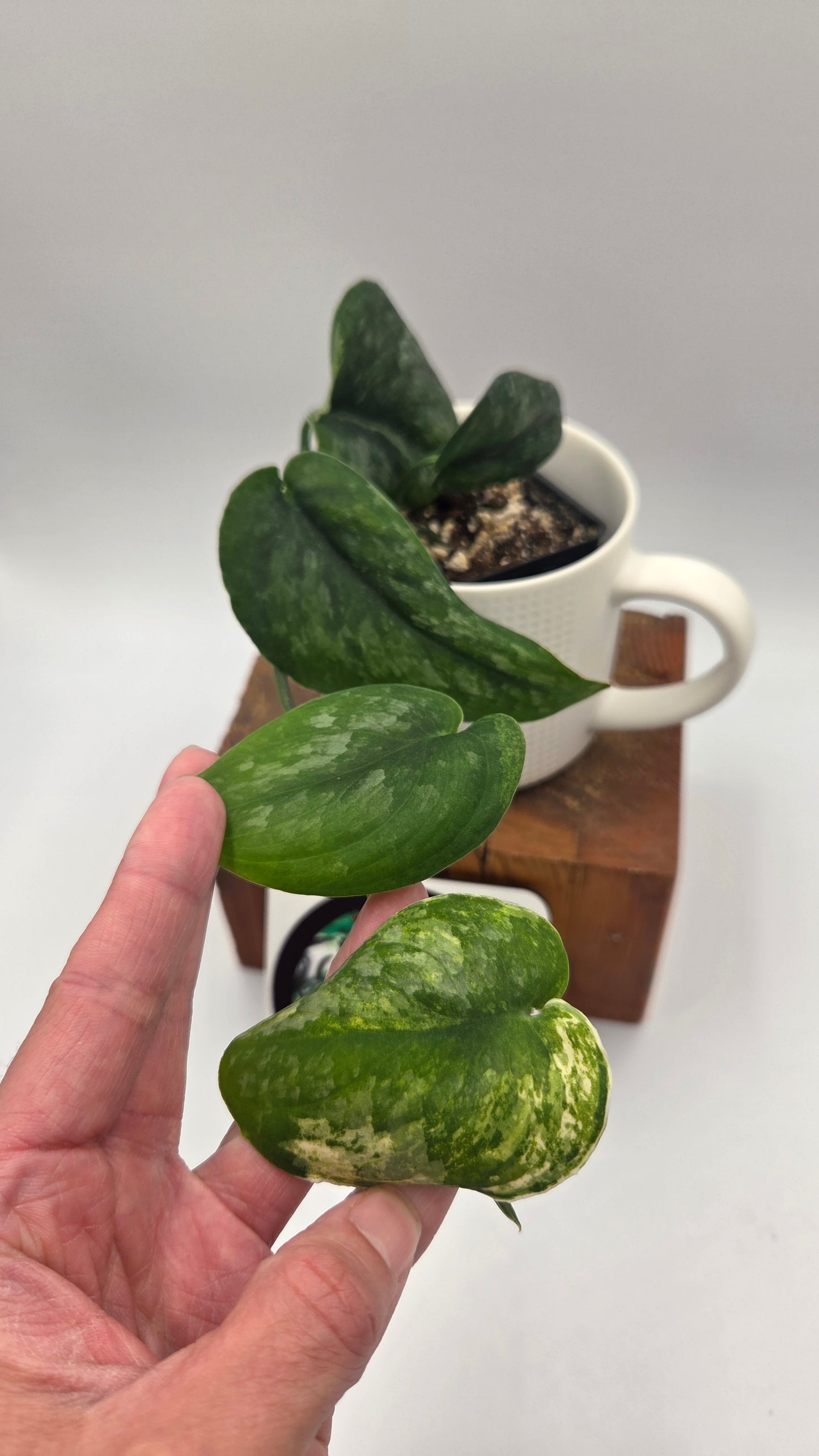 Scindapsus Dark Splash Variegata (SCI-775)