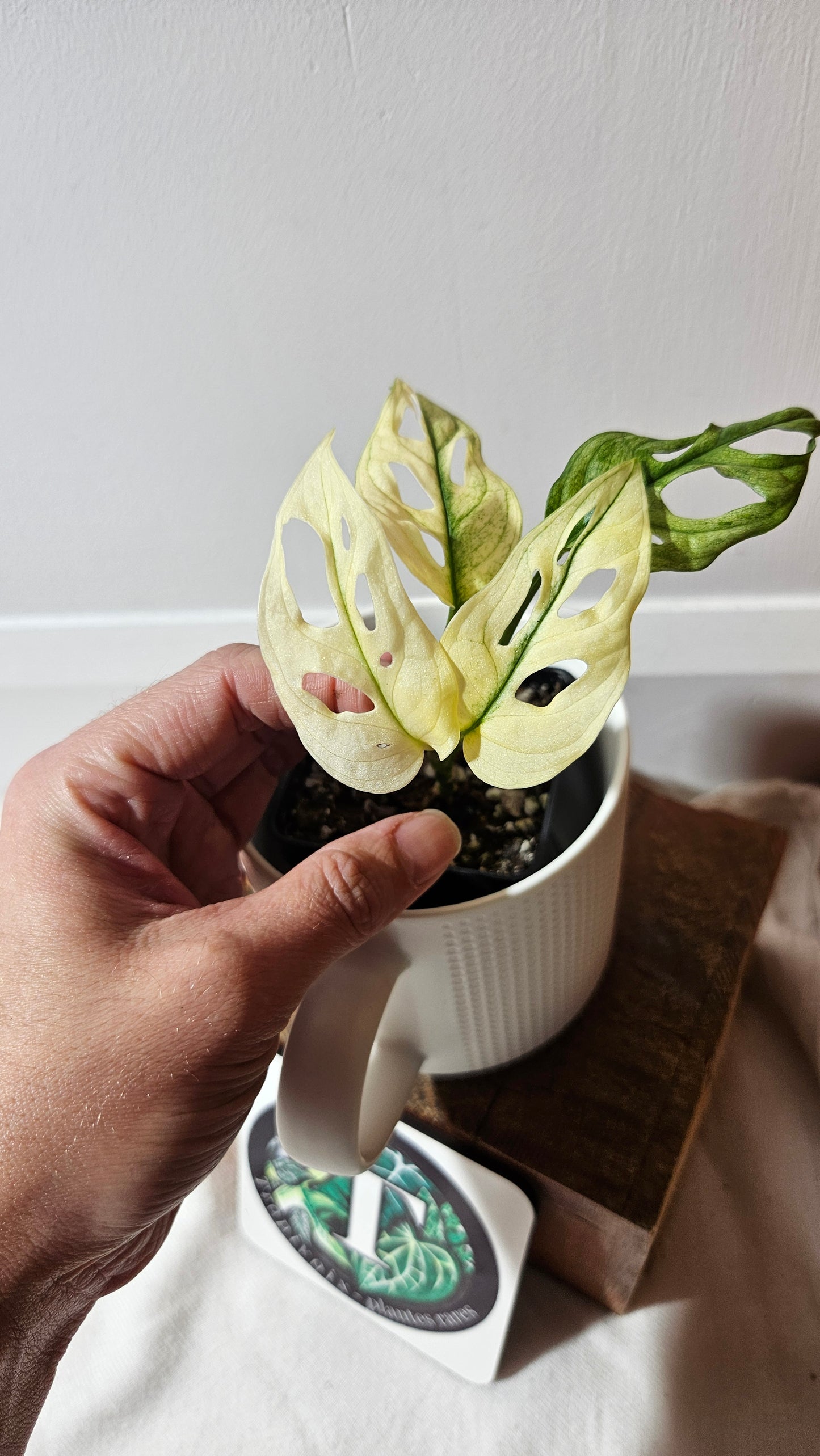 Monstera Andasonii Archipelago Ghost (MON-417)