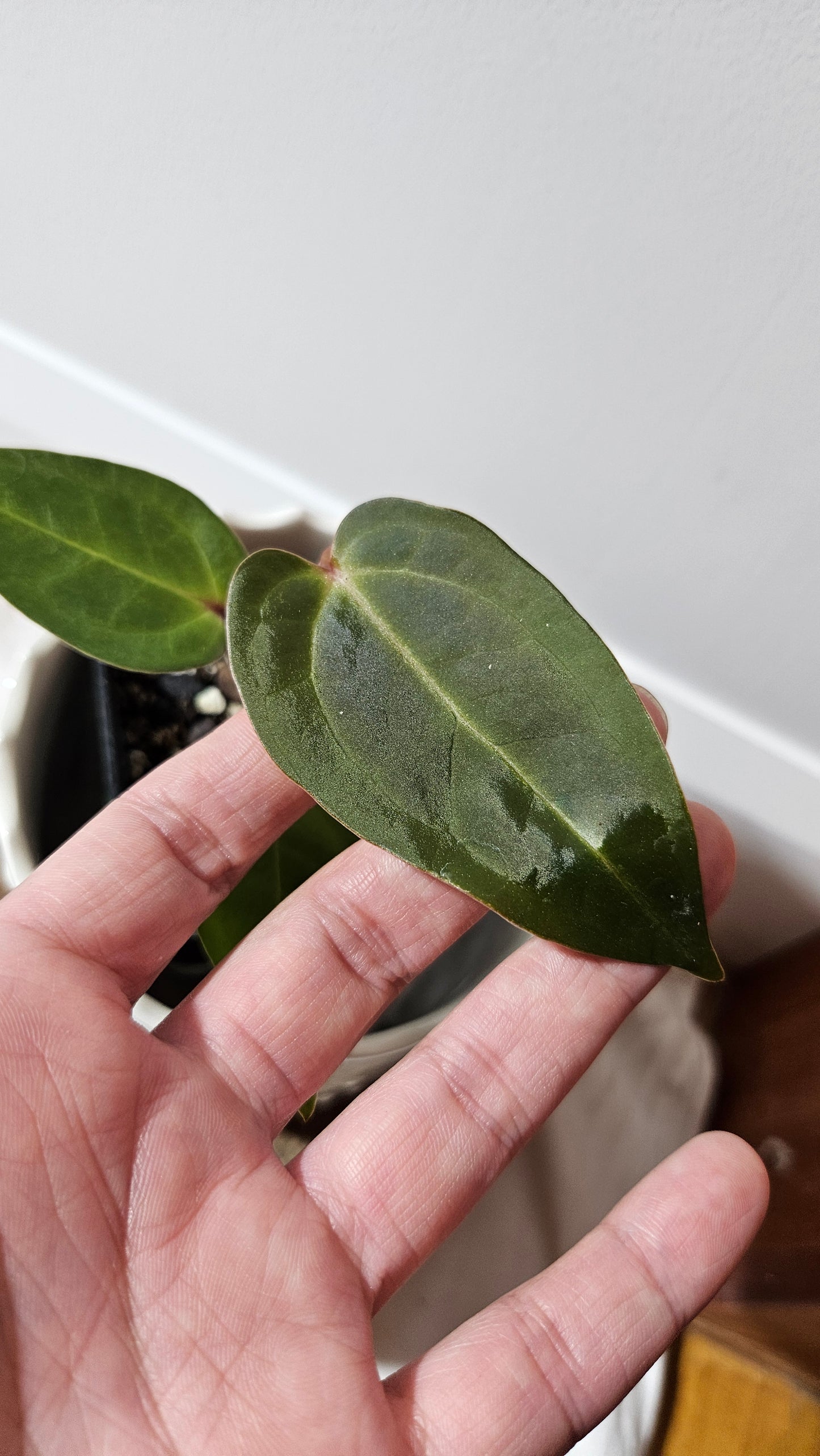 Anthurium  Carlablackiae (Indo) X Papillilaminum "format PETIT" (ANT-473)