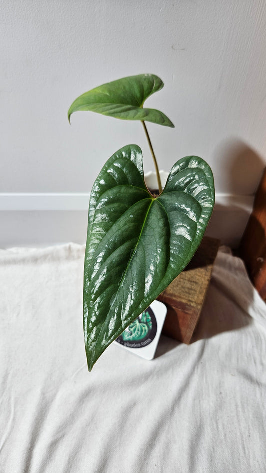 Anthurium Salgarense aff Silver Peru"format MOYEN" (ANT-219)