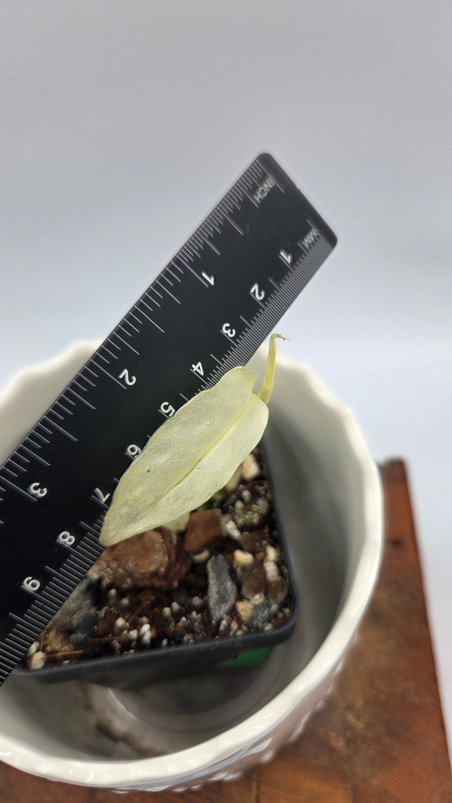 Monstera Laniata Mint (MON-394)