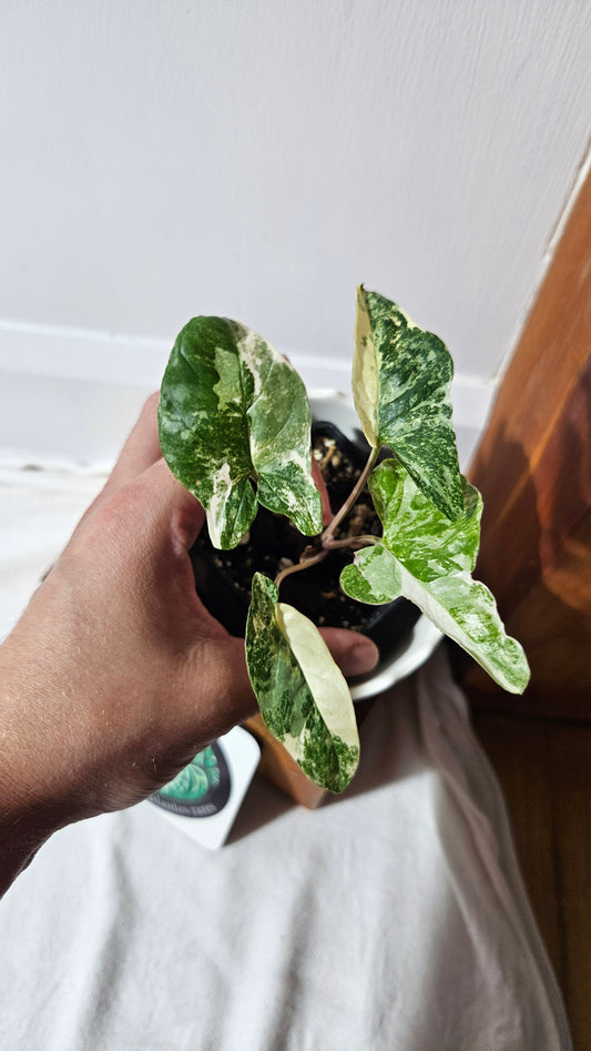 Syngonium Faustina Albo (SYN-329)