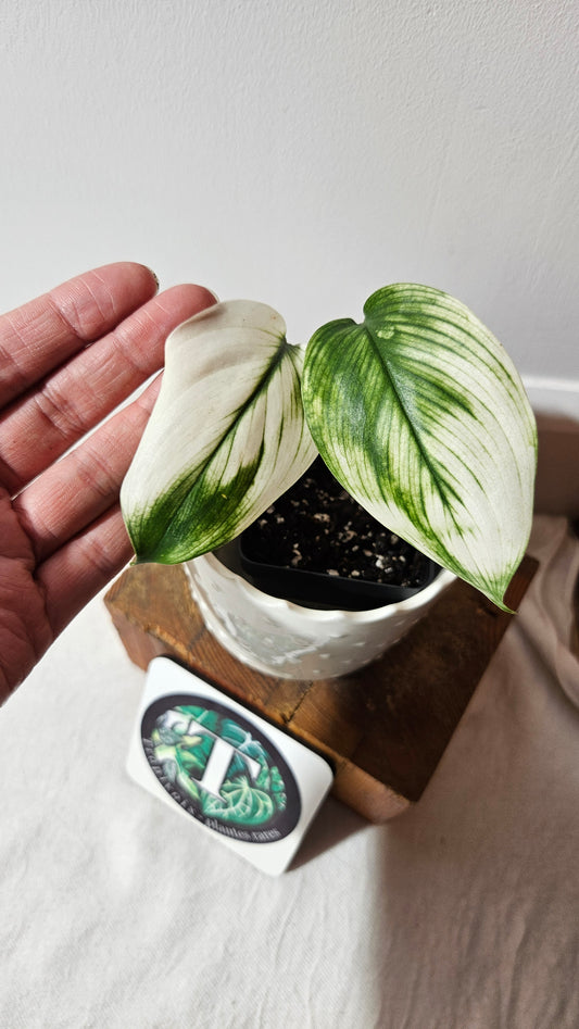 Scindapsus White Monster (SCI-995)