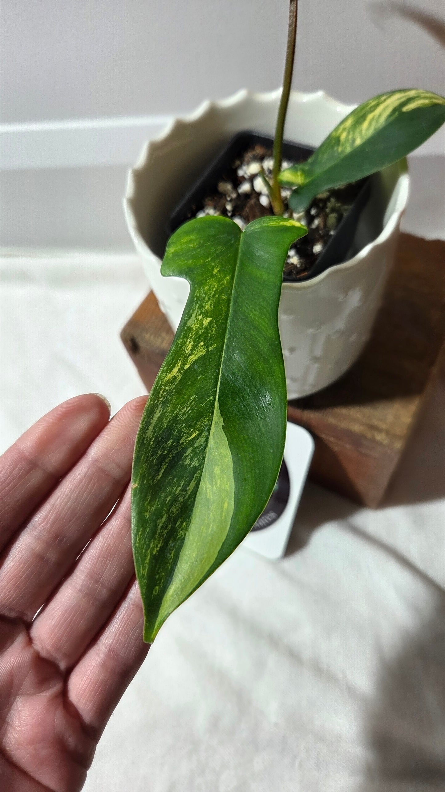 Philodendron Florida Beauty (PHI-963)